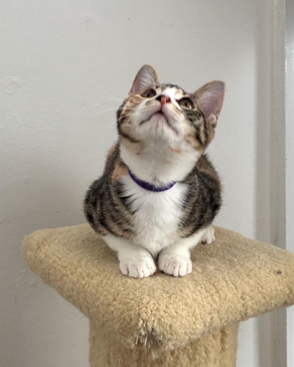 Begonia, Adoptable, Kitten Female Domestic Short Hair.