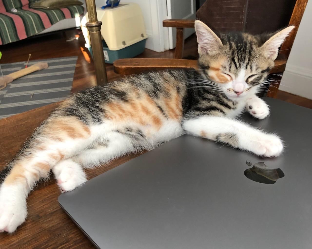 Begonia, a Adoptable Domestic Short Hair in San Francisco, CA image 1/6