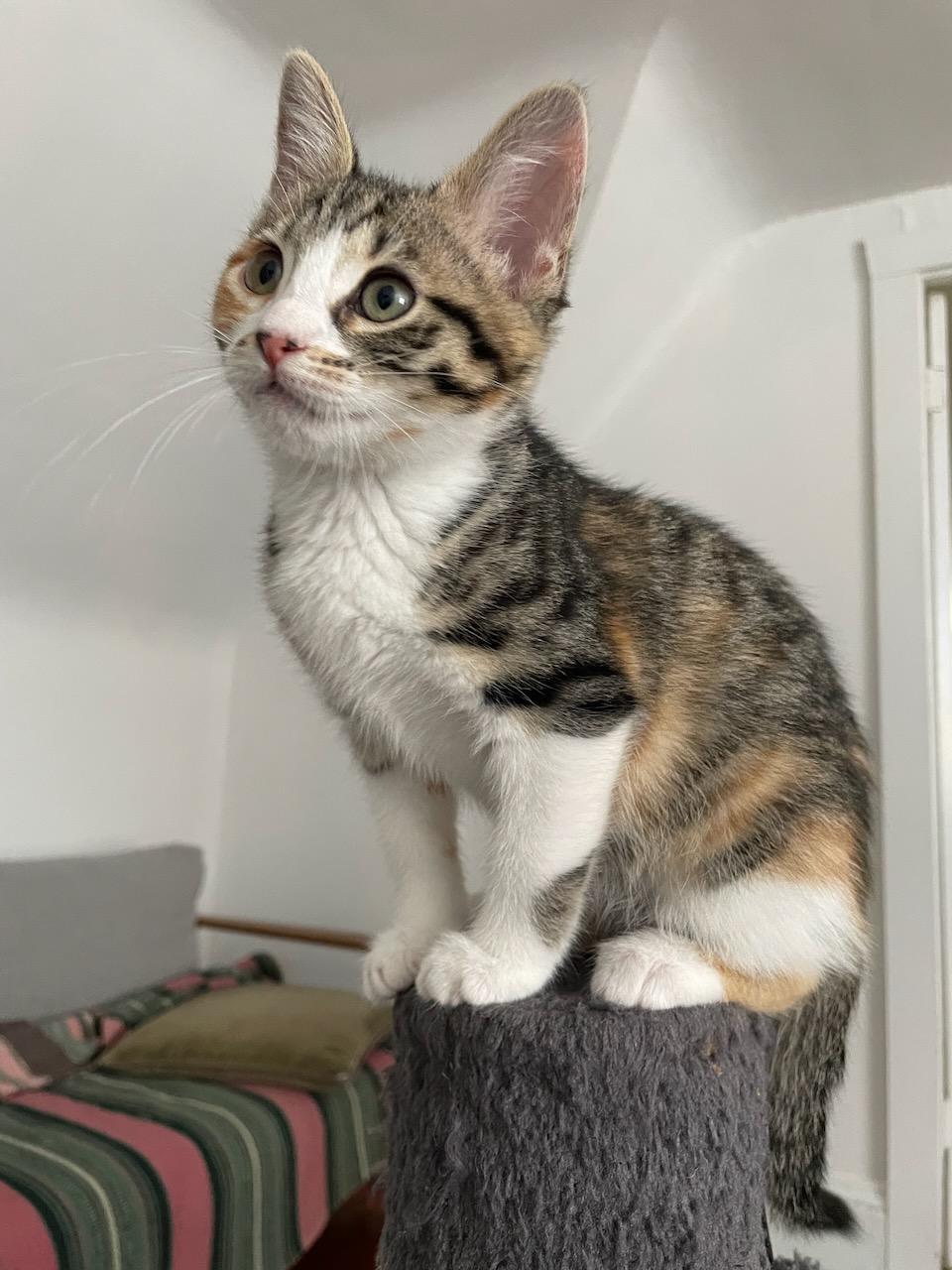 Begonia, a Adoptable Domestic Short Hair in San Francisco, CA image 2/6