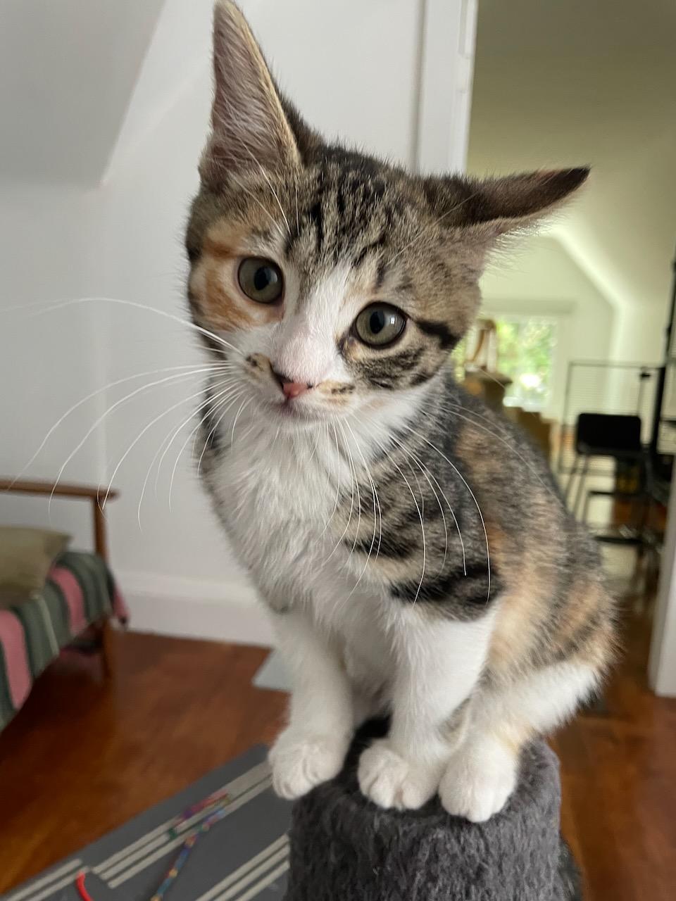 Begonia, a Adoptable Domestic Short Hair in San Francisco, CA image 3/6