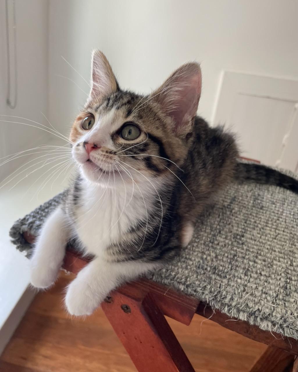 Begonia, a Adoptable Domestic Short Hair in San Francisco, CA image 4/6