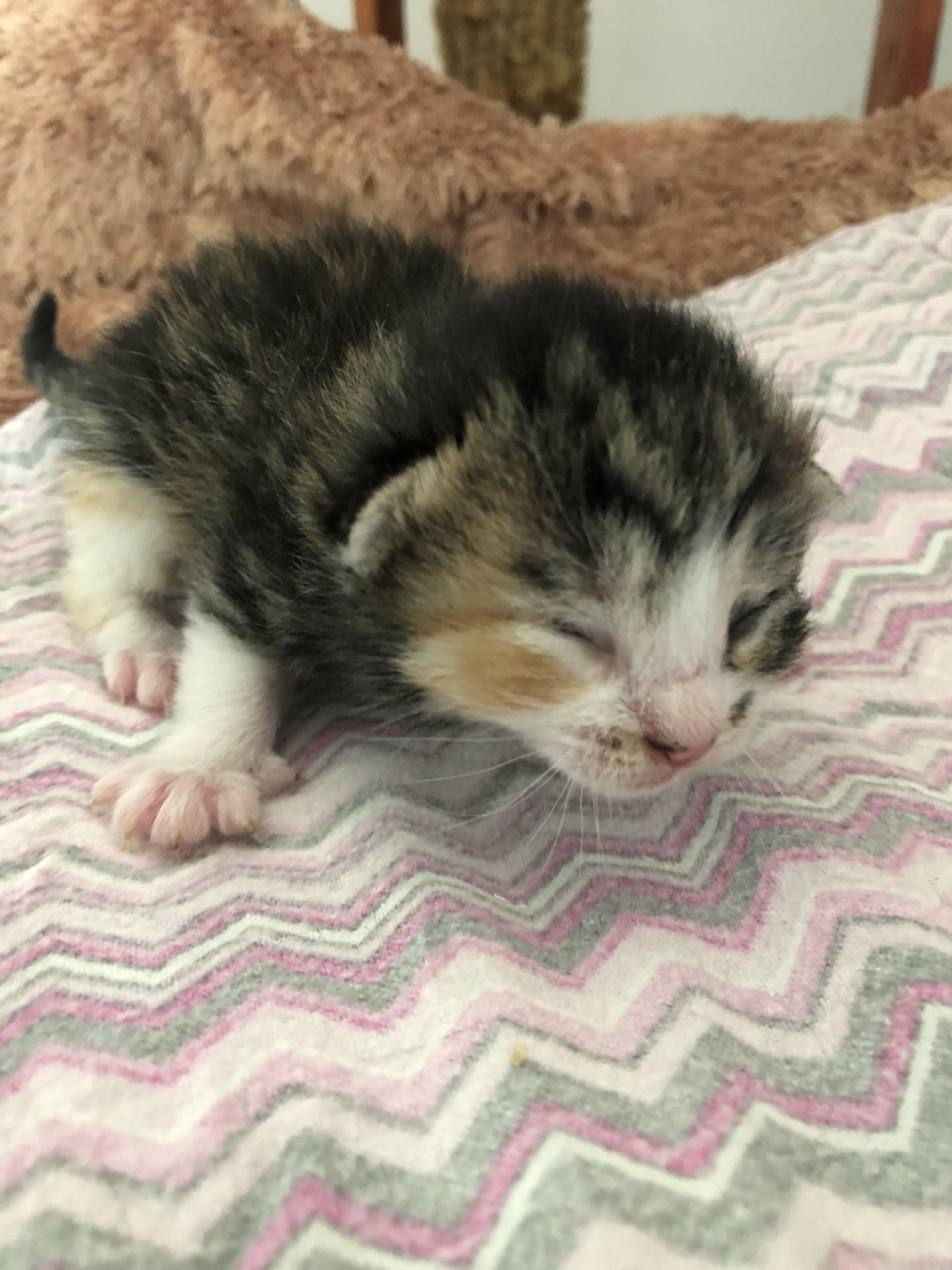 Begonia, a Adoptable Domestic Short Hair in San Francisco, CA image 5/6