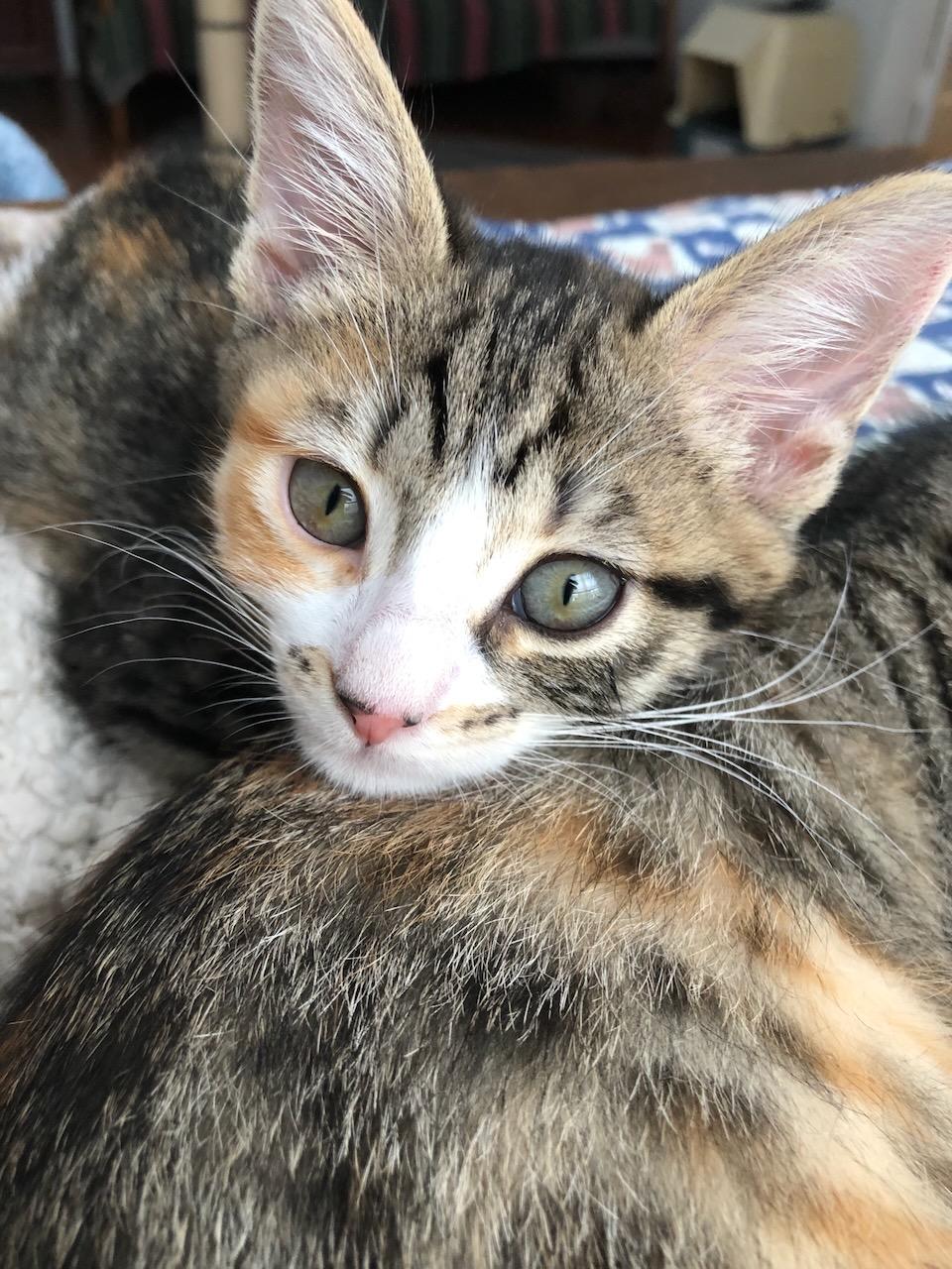 Begonia, a Adoptable Domestic Short Hair in San Francisco, CA image 6/6