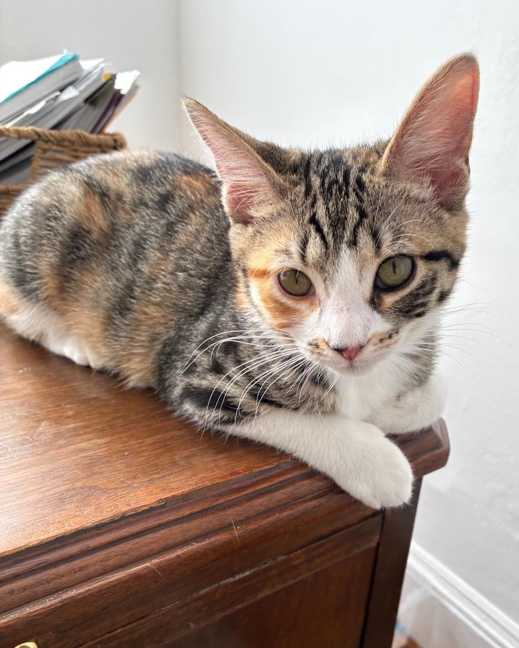 Enlarge Begonia, a Adoptable Domestic Short Hair in San Francisco, CA image 6/6