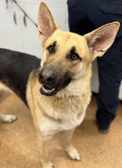 Chicken, Adoptable, Adult Male German Shepherd Dog & Mixed Breed.