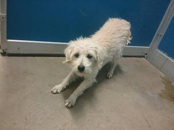 Frosty, Adopted, Adult Male Terrier & Terrier.