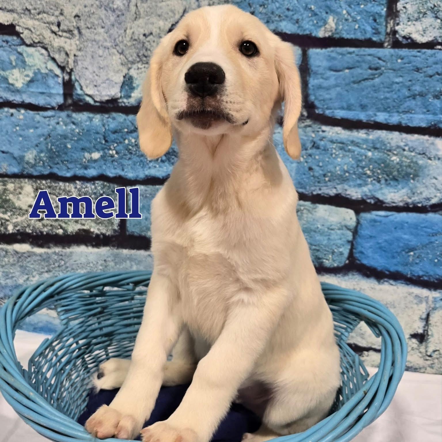 Amell, ADOPTABLE, Puppy Male Great Pyrenees.