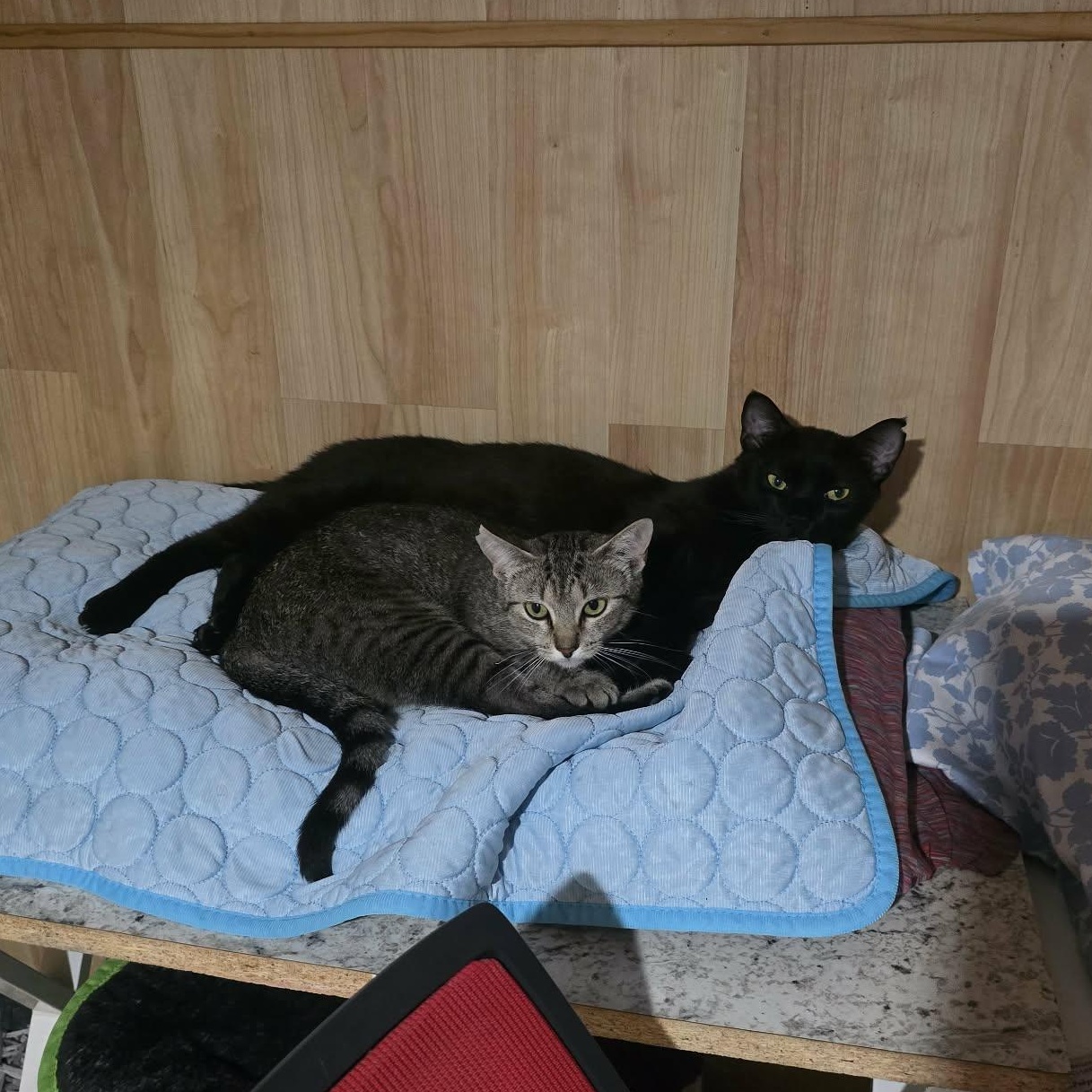 Enlarge Taki, a ADOPTABLE Domestic Short Hair in Conway, SC image 4/5