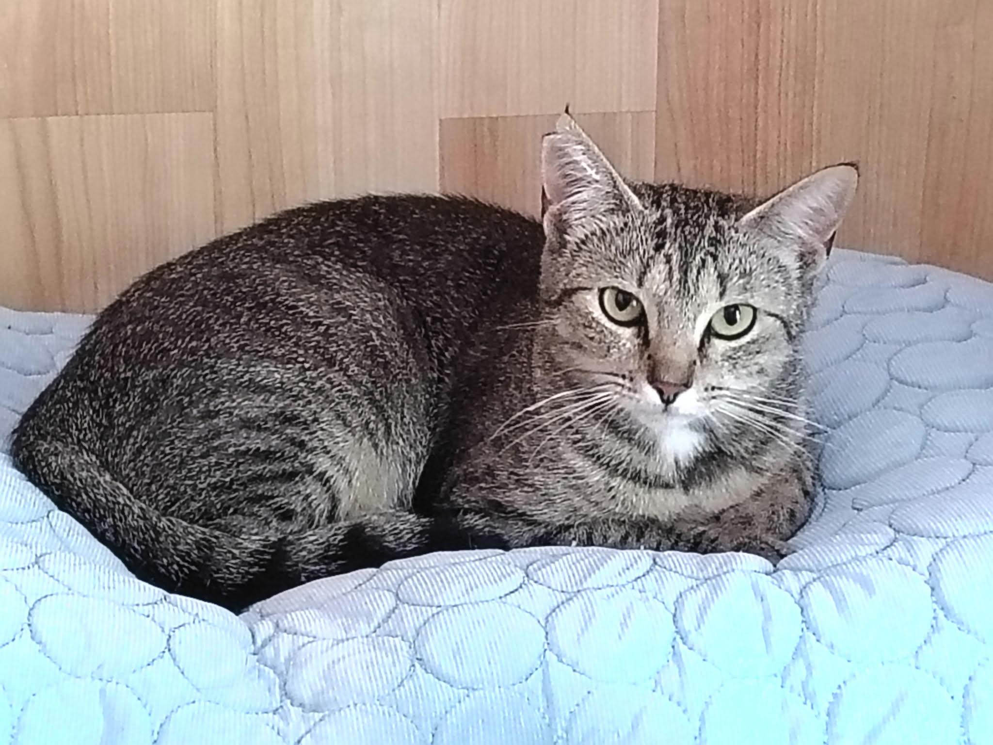 Enlarge Taki, a ADOPTABLE Domestic Short Hair in Conway, SC image 2/5