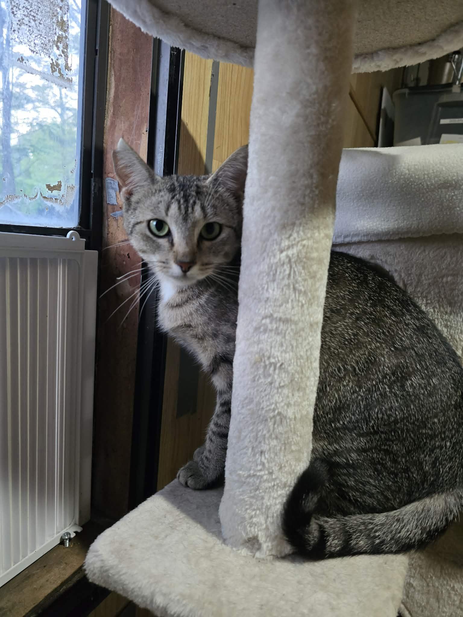 Enlarge Taki, a ADOPTABLE Domestic Short Hair in Conway, SC image 3/5