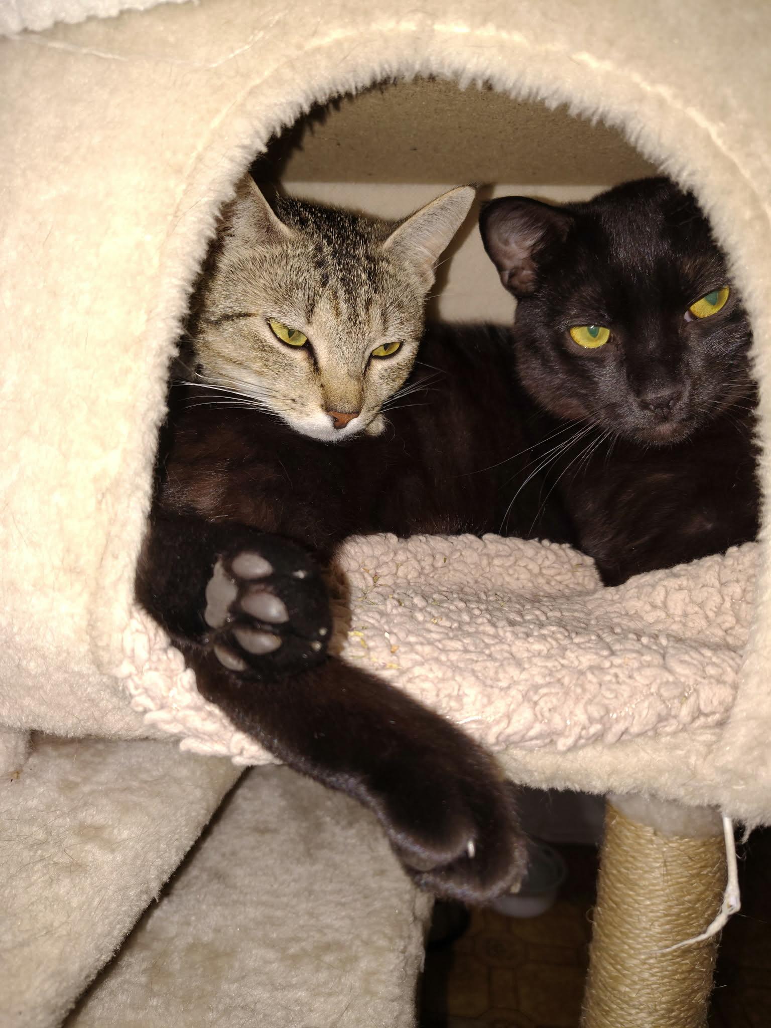 Enlarge Taki, a ADOPTABLE Domestic Short Hair in Conway, SC image 5/5
