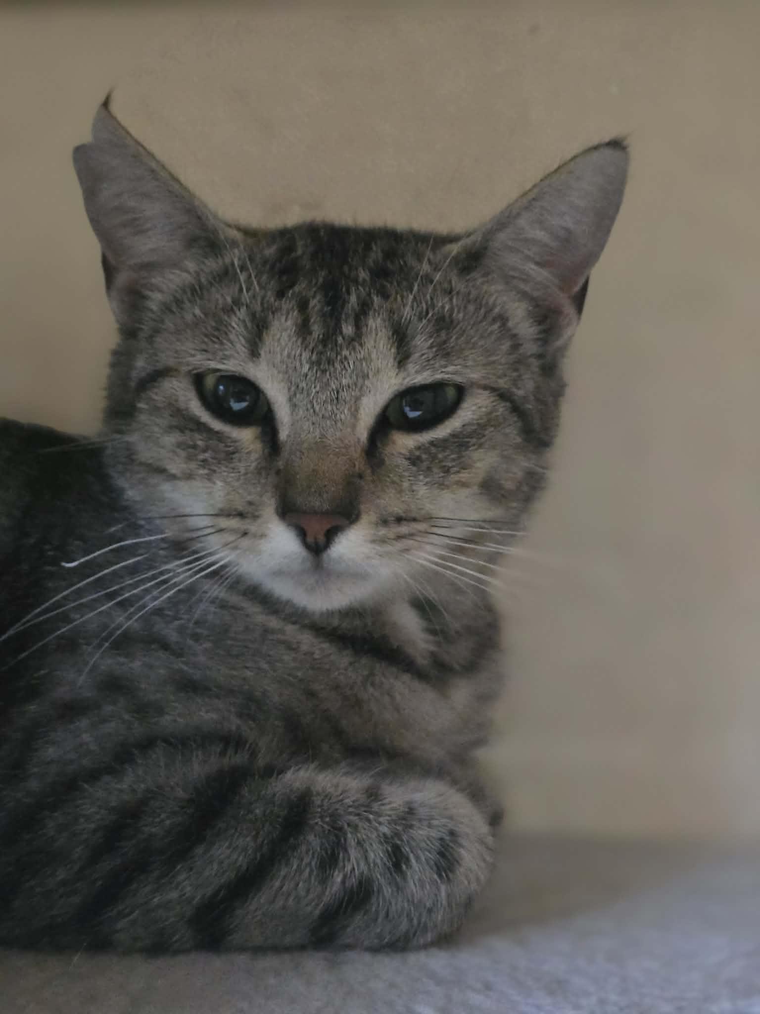 Enlarge Taki, a ADOPTABLE Domestic Short Hair in Conway, SC image 1/5