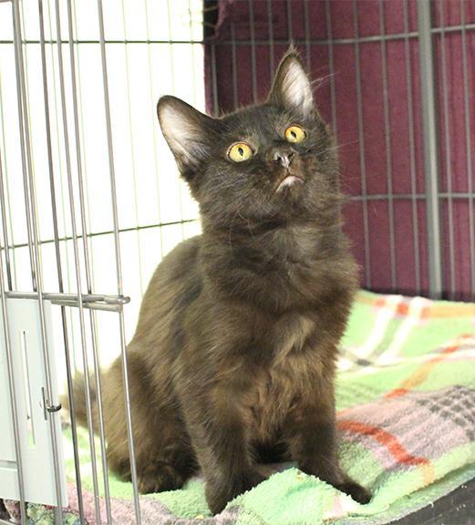 Enlarge Rascal, a Adoptable mixed breed in Overland Park, KS image 1/1