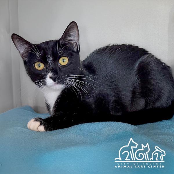 JUBBLY, Adoptable, Young Female Domestic Short Hair.