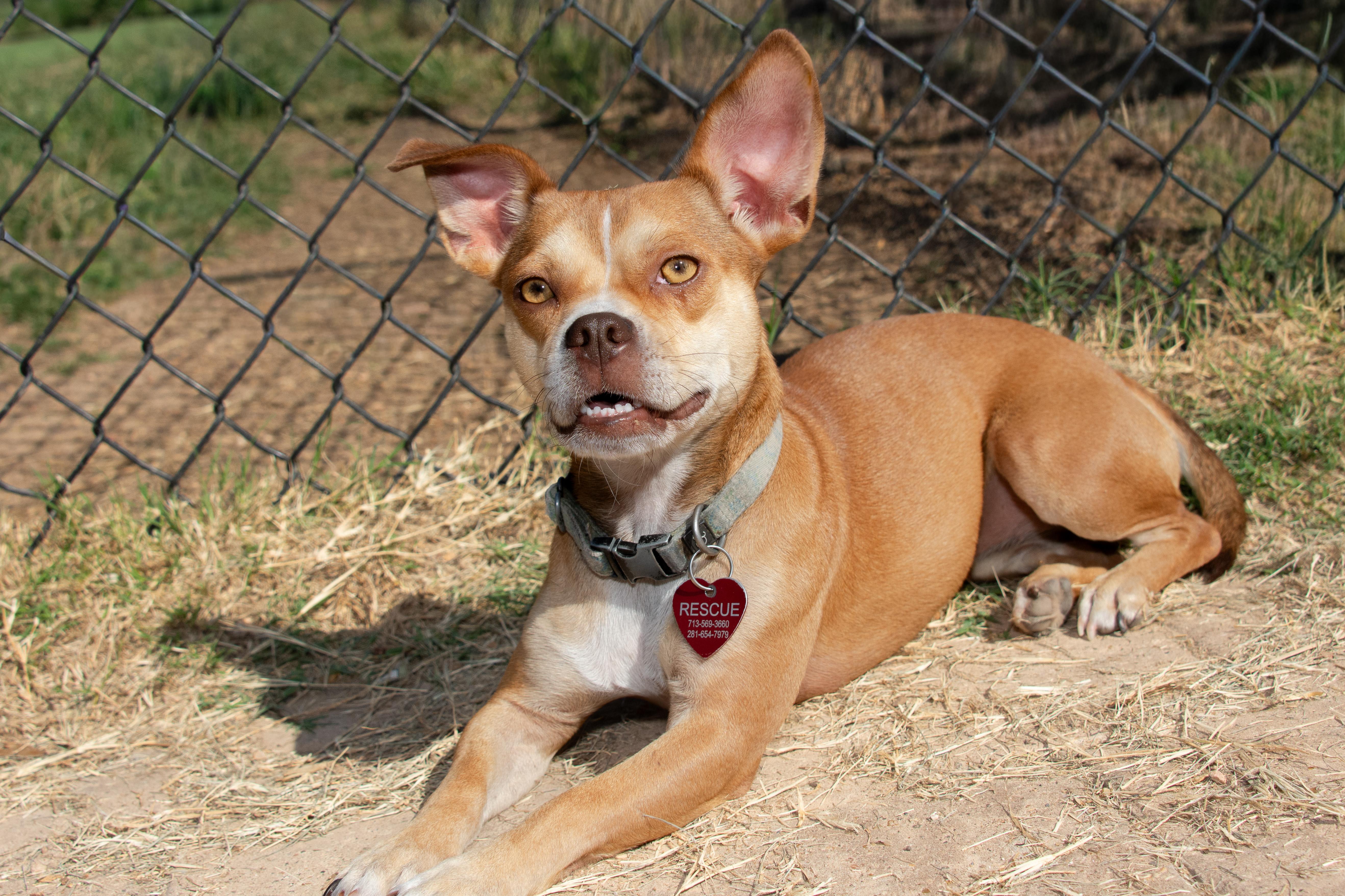 Enlarge Muffin, a Adoptable mixed breed in Richmond, TX image 6/6