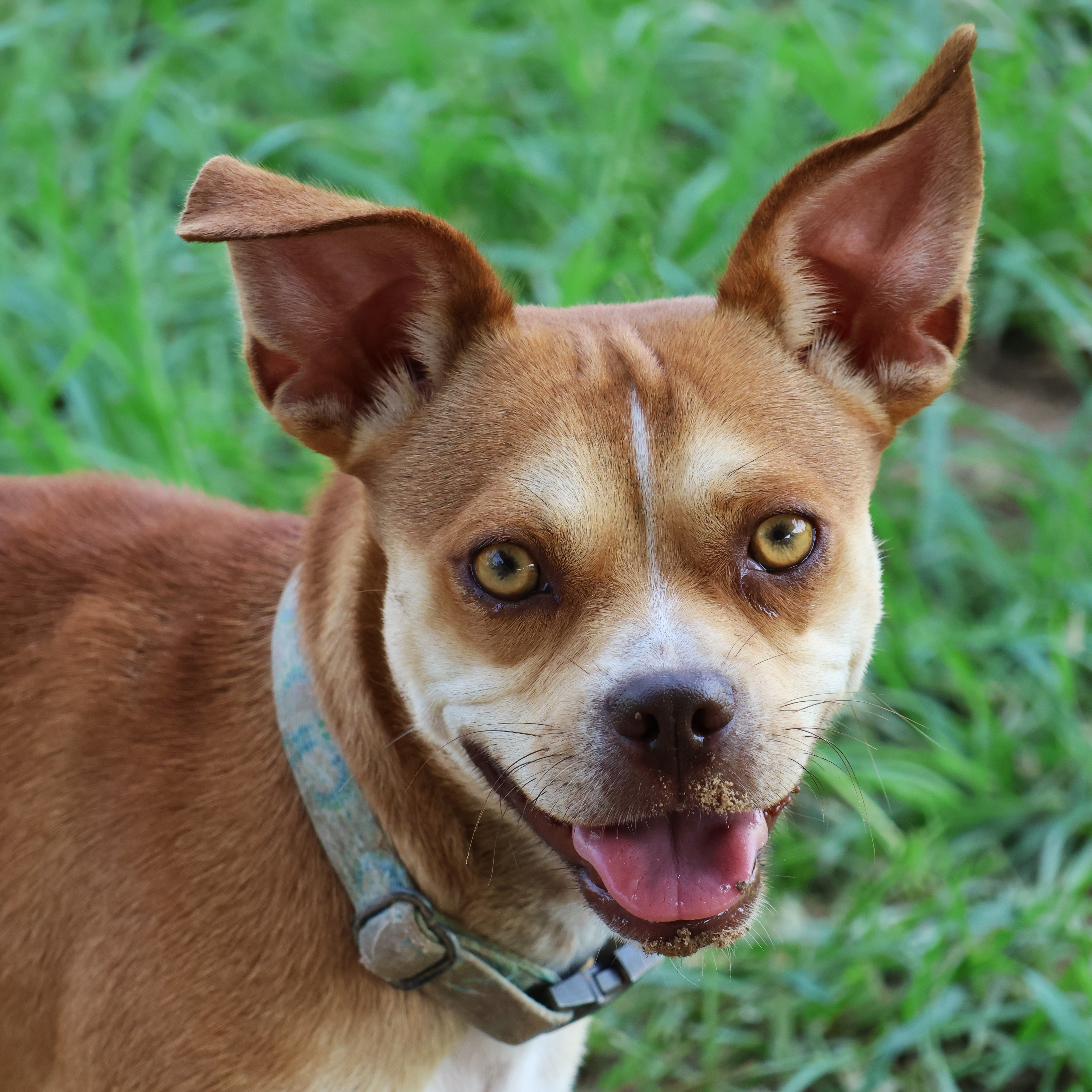 Enlarge Muffin, a Adoptable mixed breed in Richmond, TX image 1/6