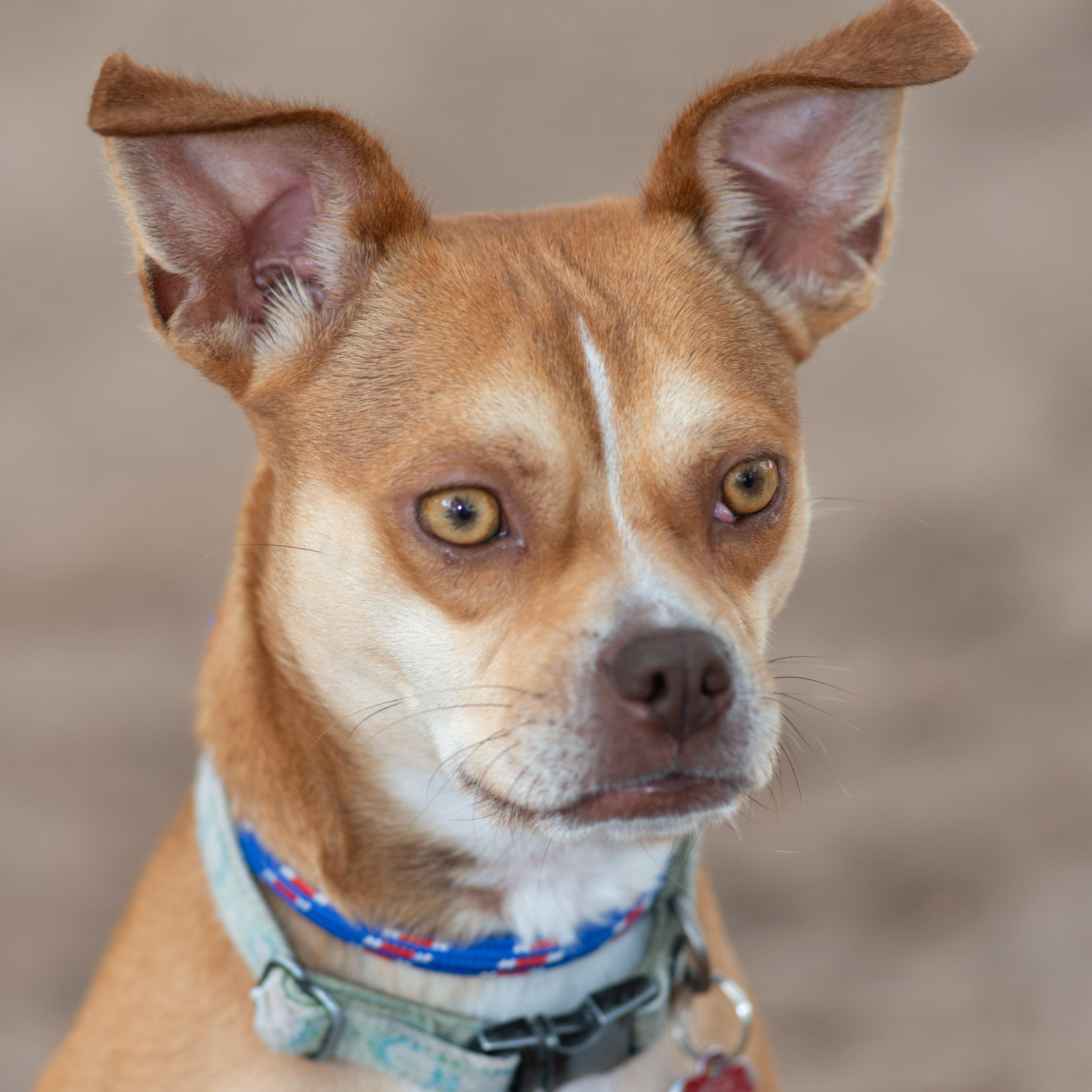 Enlarge Muffin, a Adoptable mixed breed in Richmond, TX image 2/6