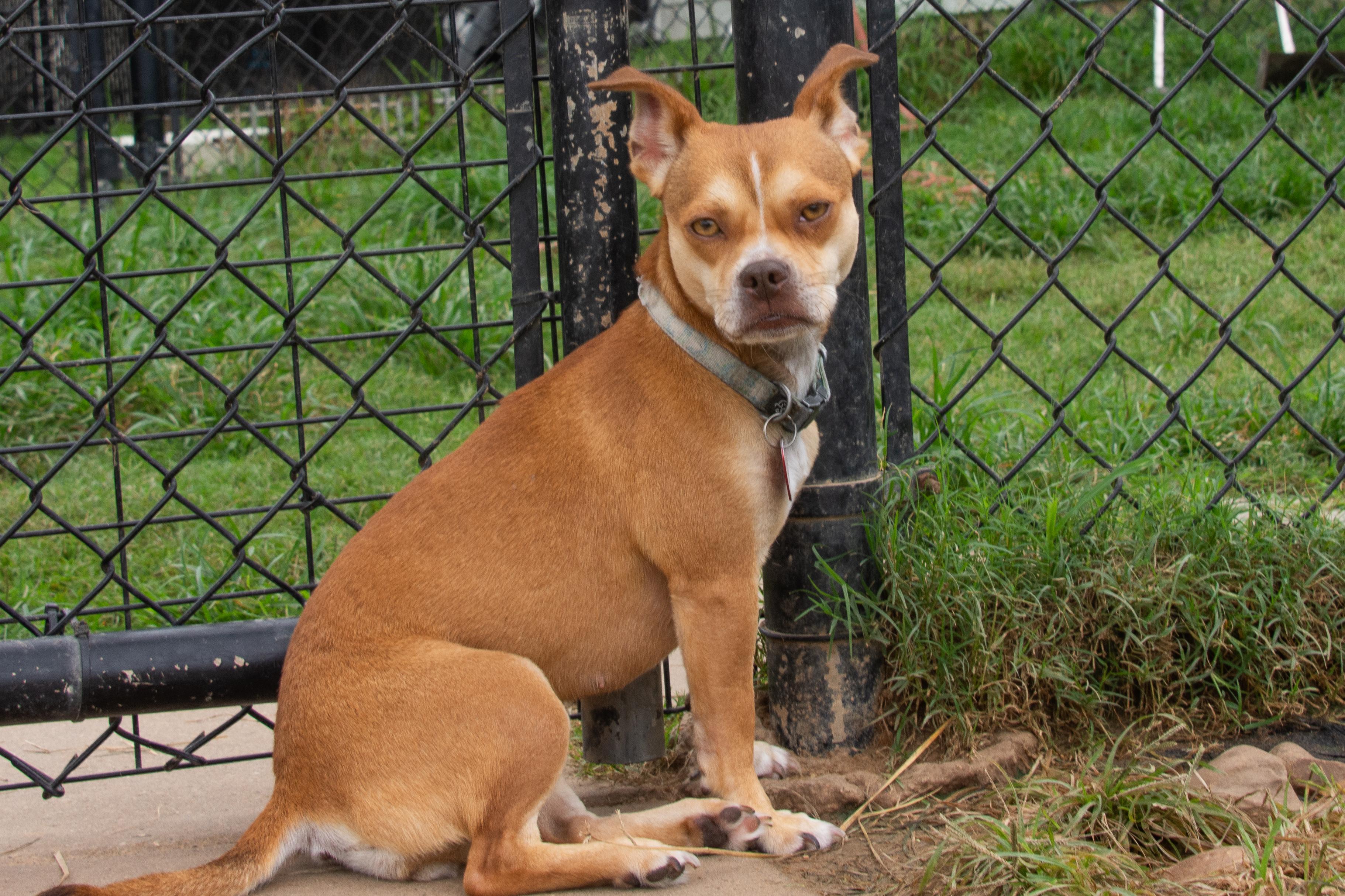 Enlarge Muffin, a Adoptable mixed breed in Richmond, TX image 3/6