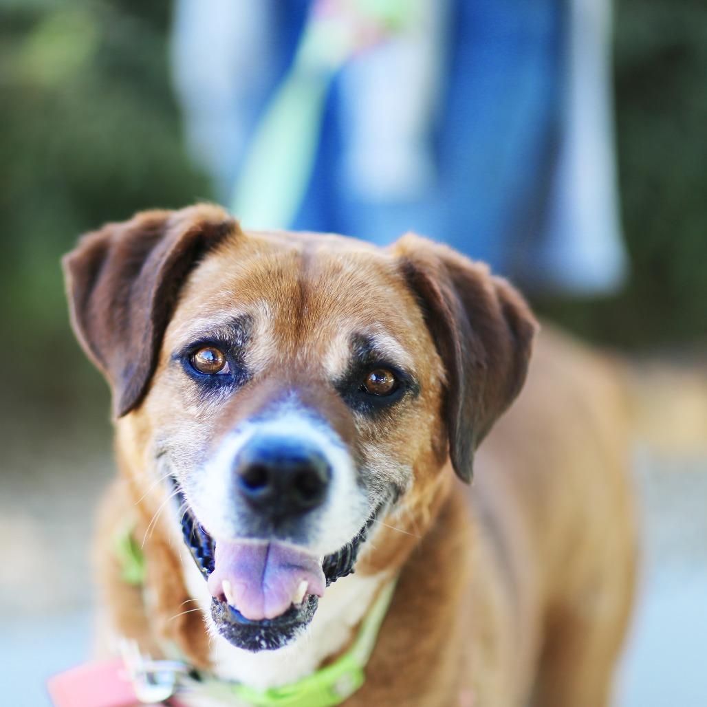 Freddy, Adoptable, Senior Male Labrador Retriever.