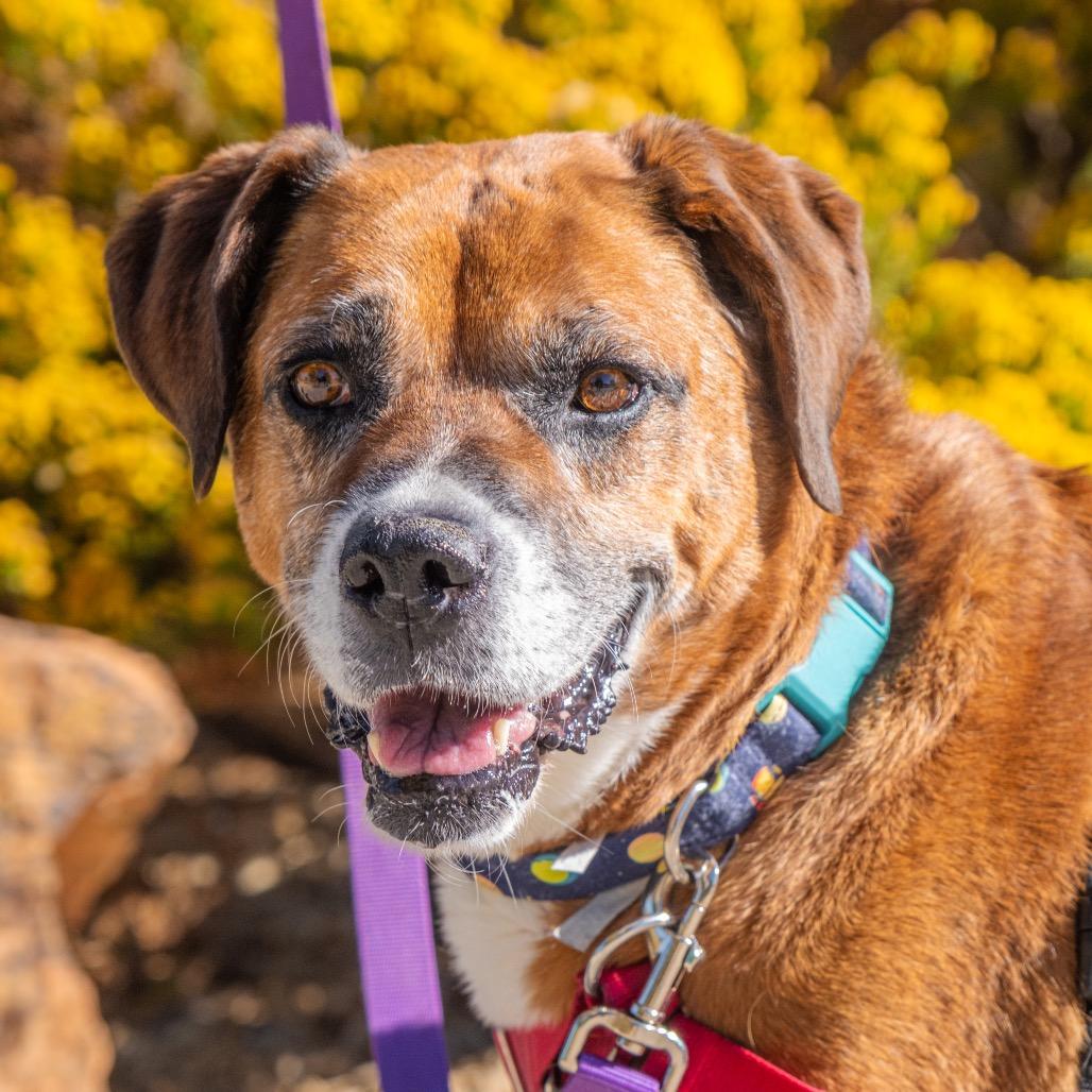Enlarge Freddy, a Adoptable mixed breed in Albuquerque, NM image 2/6