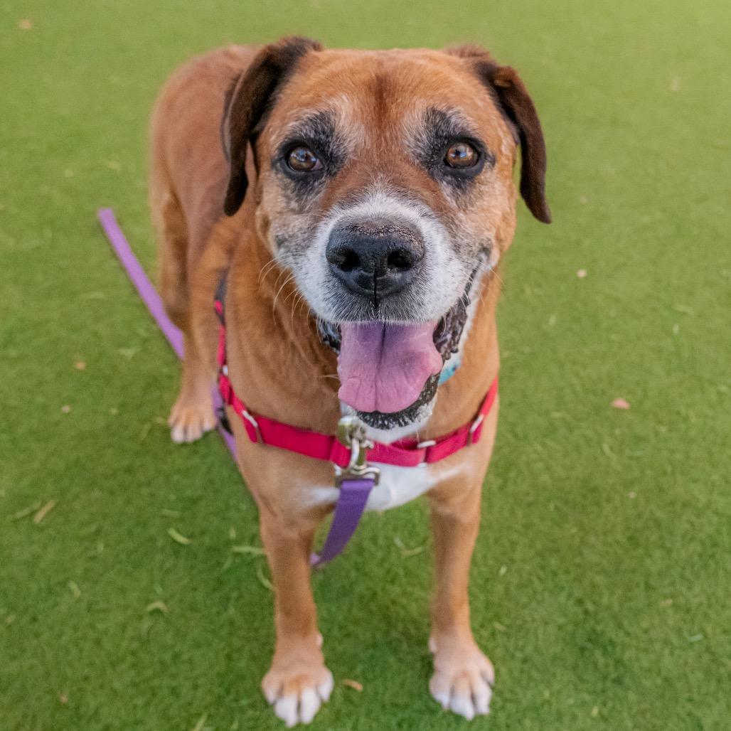 Enlarge Freddy, a Adoptable mixed breed in Albuquerque, NM image 4/6