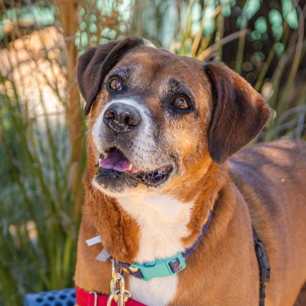 Enlarge Freddy, a Adoptable mixed breed in Albuquerque, NM image 5/6