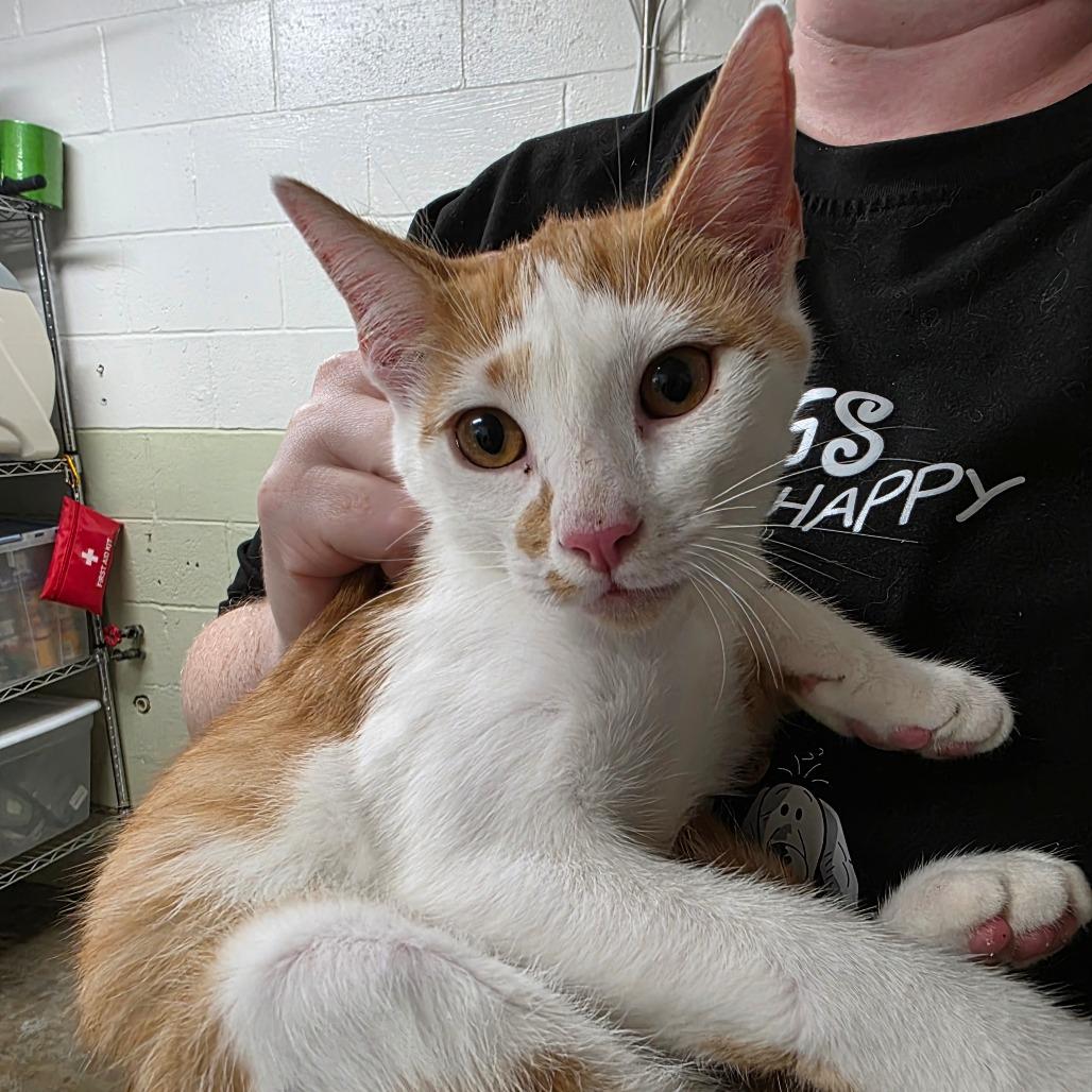 Stevie Nicks, Adoptable, Young Female Domestic Short Hair.