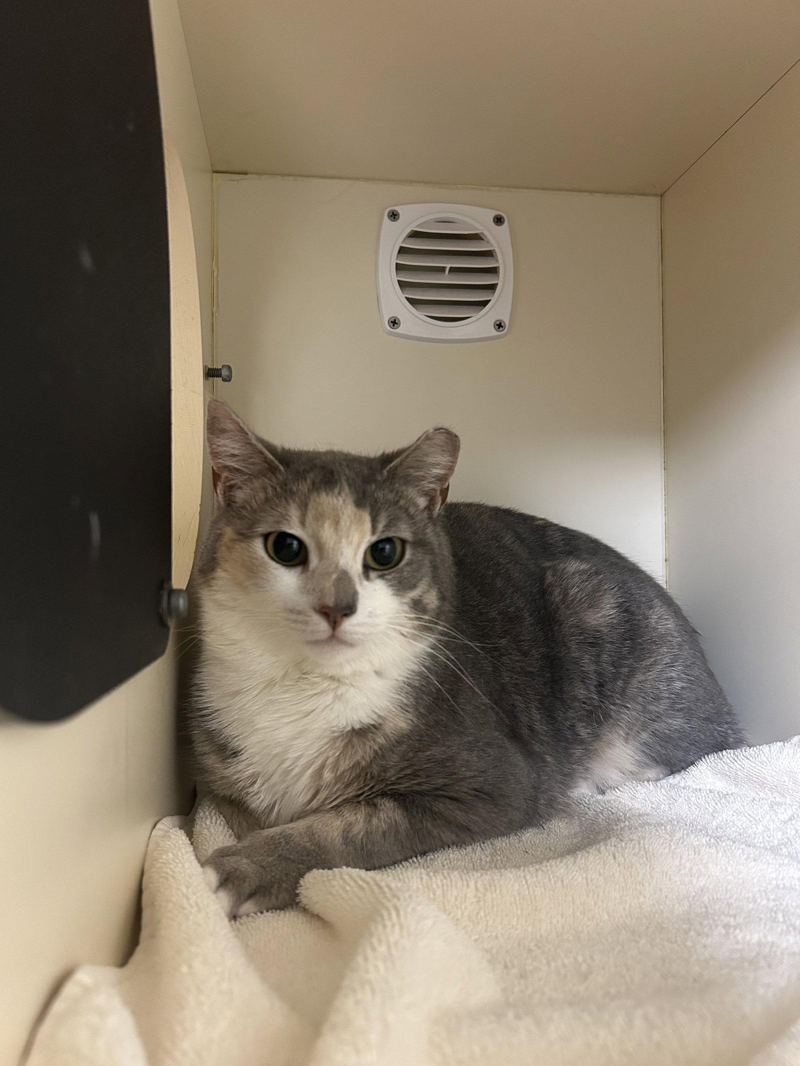 Enlarge Sissy, a Adoptable Domestic Short Hair in Lancaster, PA image 1/2