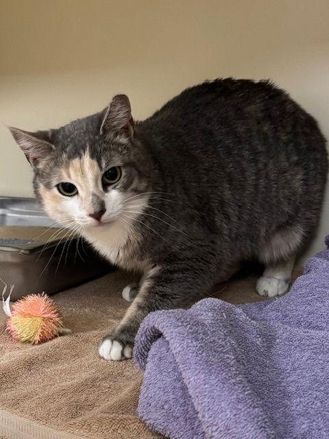 Enlarge Sissy, a Adoptable Domestic Short Hair in Lancaster, PA image 2/2