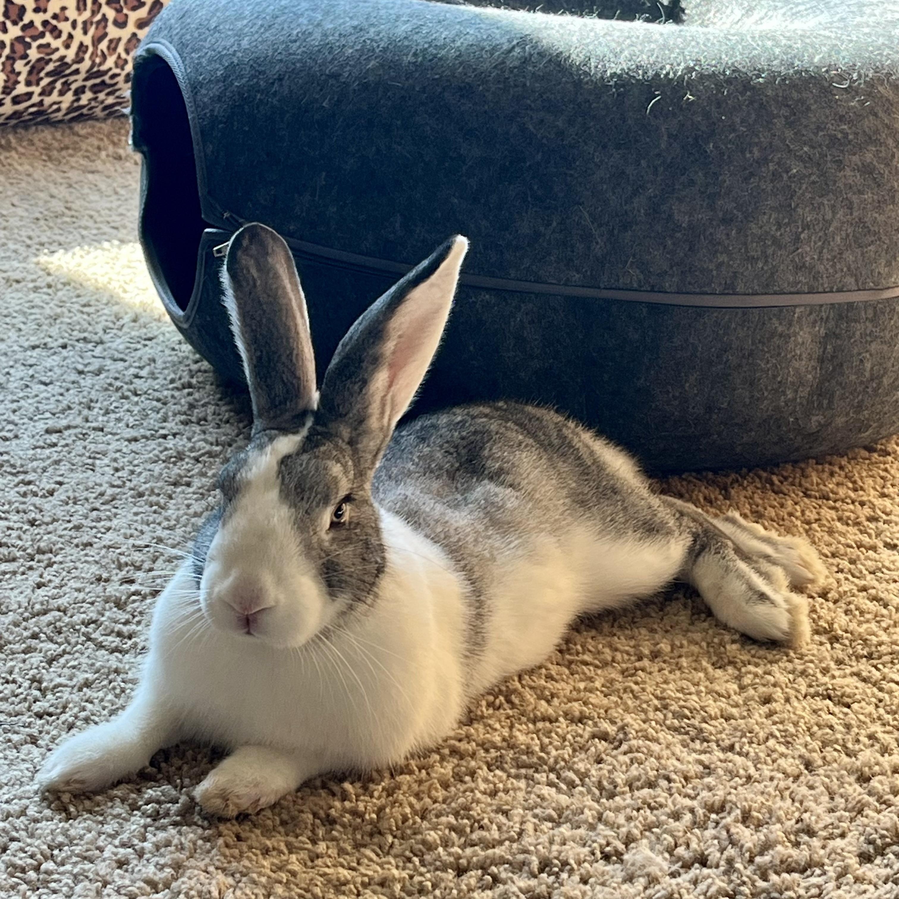 Neely, Adoptable, Young Female Dutch.