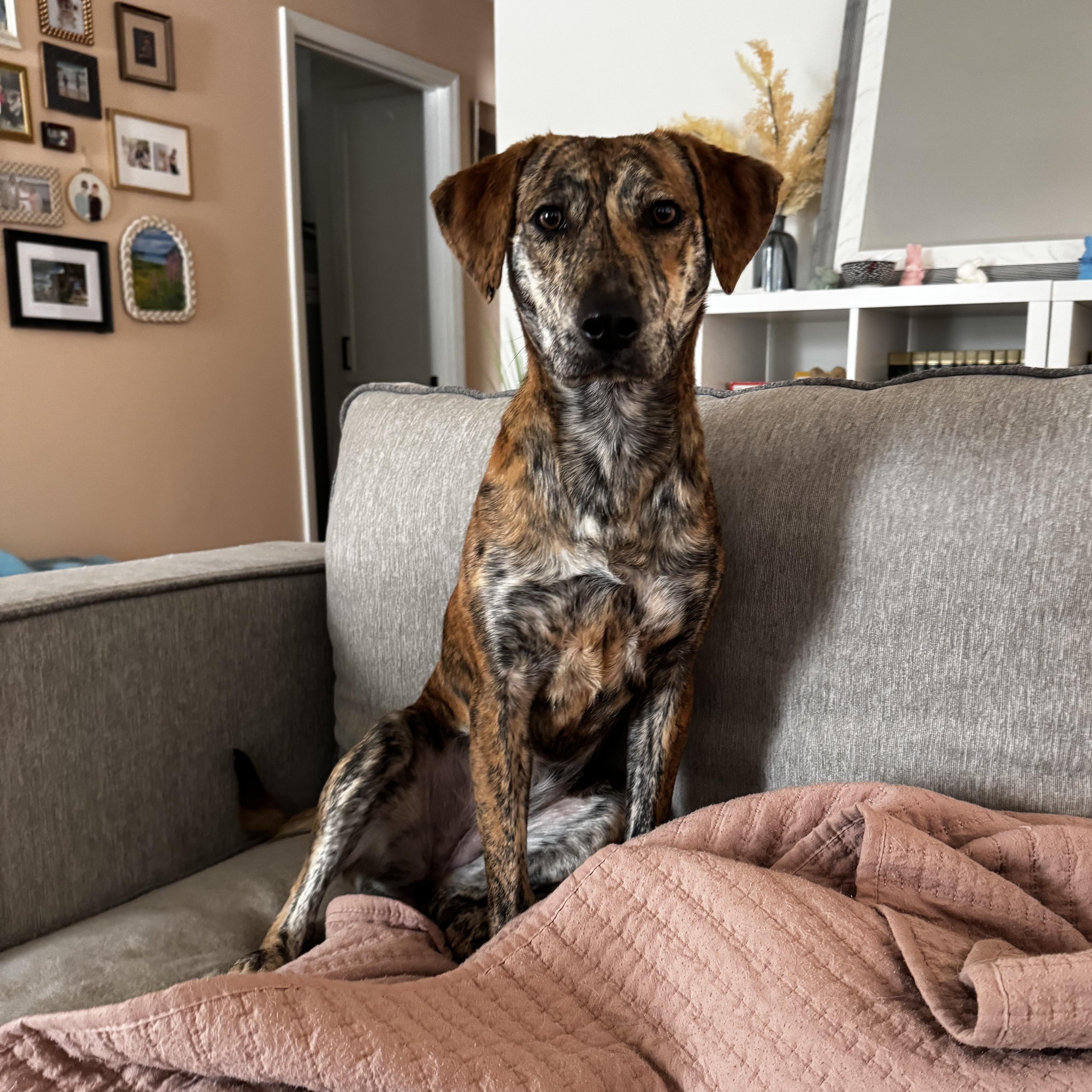 Enlarge Rajah, an adoptable mixed breed in Rock Hill, SC image 4/6