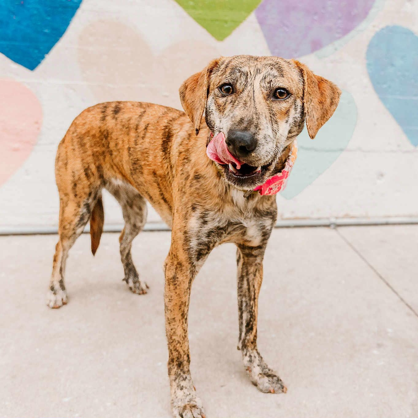 Rajah, an adoptable mixed breed in Rock Hill, SC image 2/6