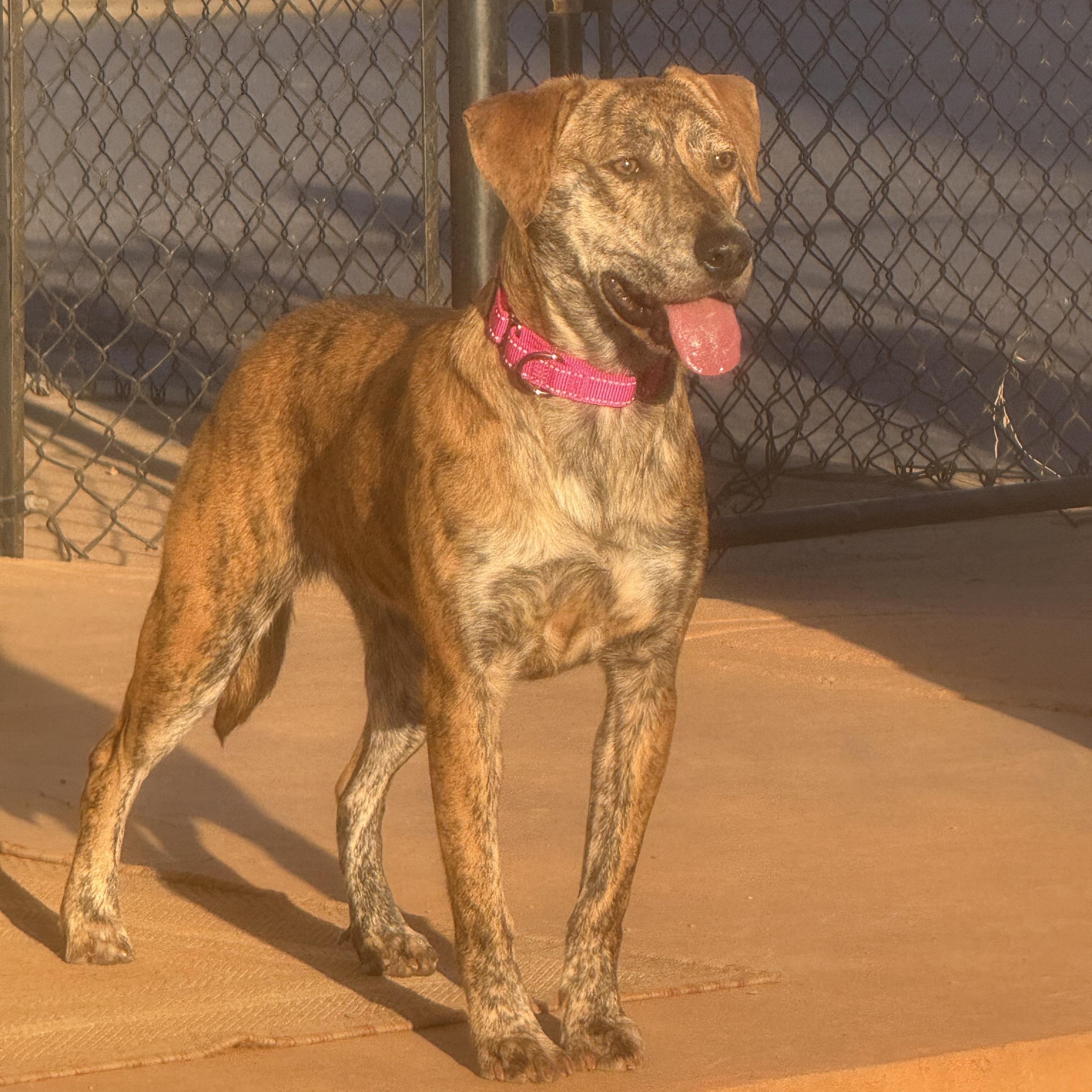 Enlarge Rajah, a ADOPTABLE mixed breed in Rock Hill, SC image 2/6