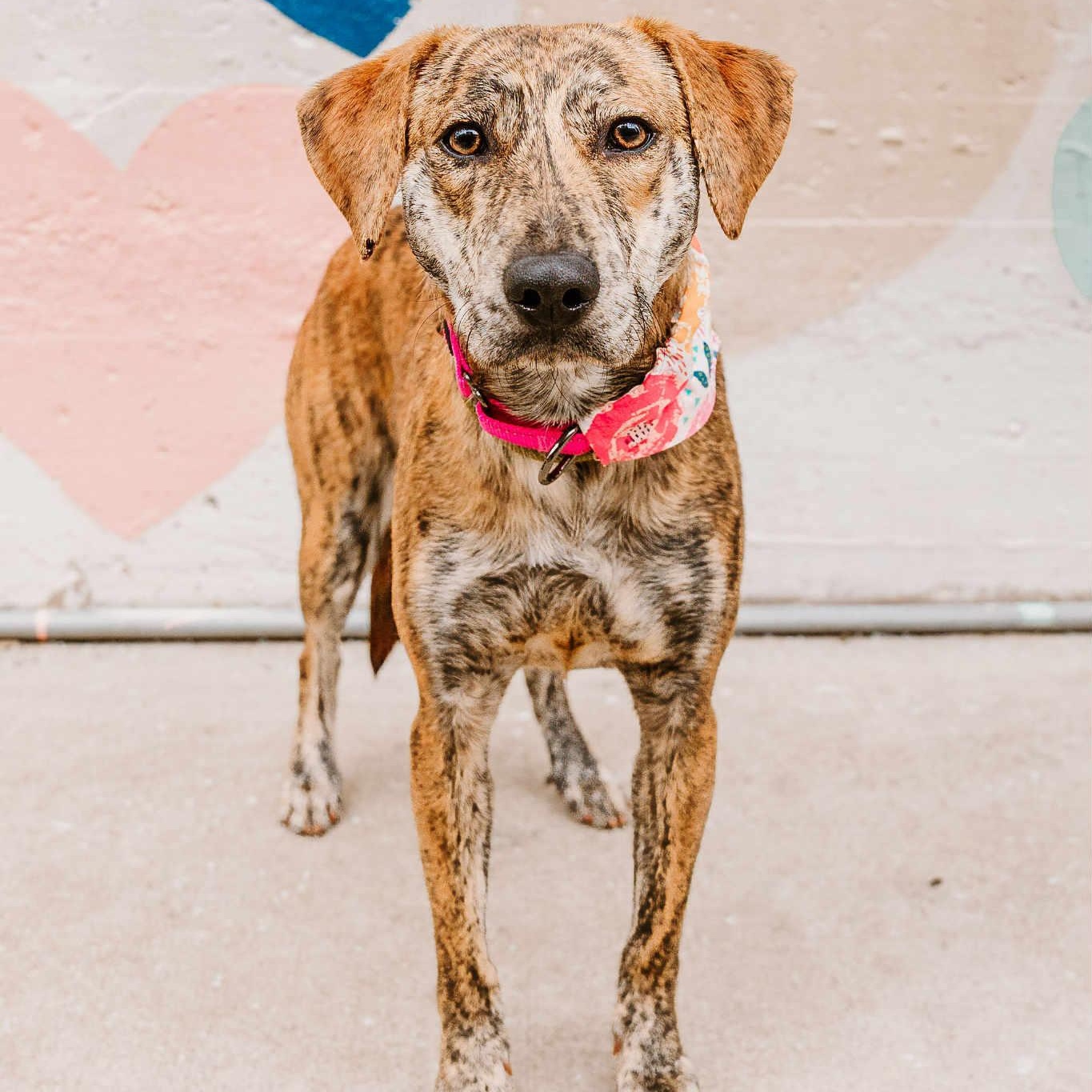 Rajah, an adoptable mixed breed in Rock Hill, SC image 1/6