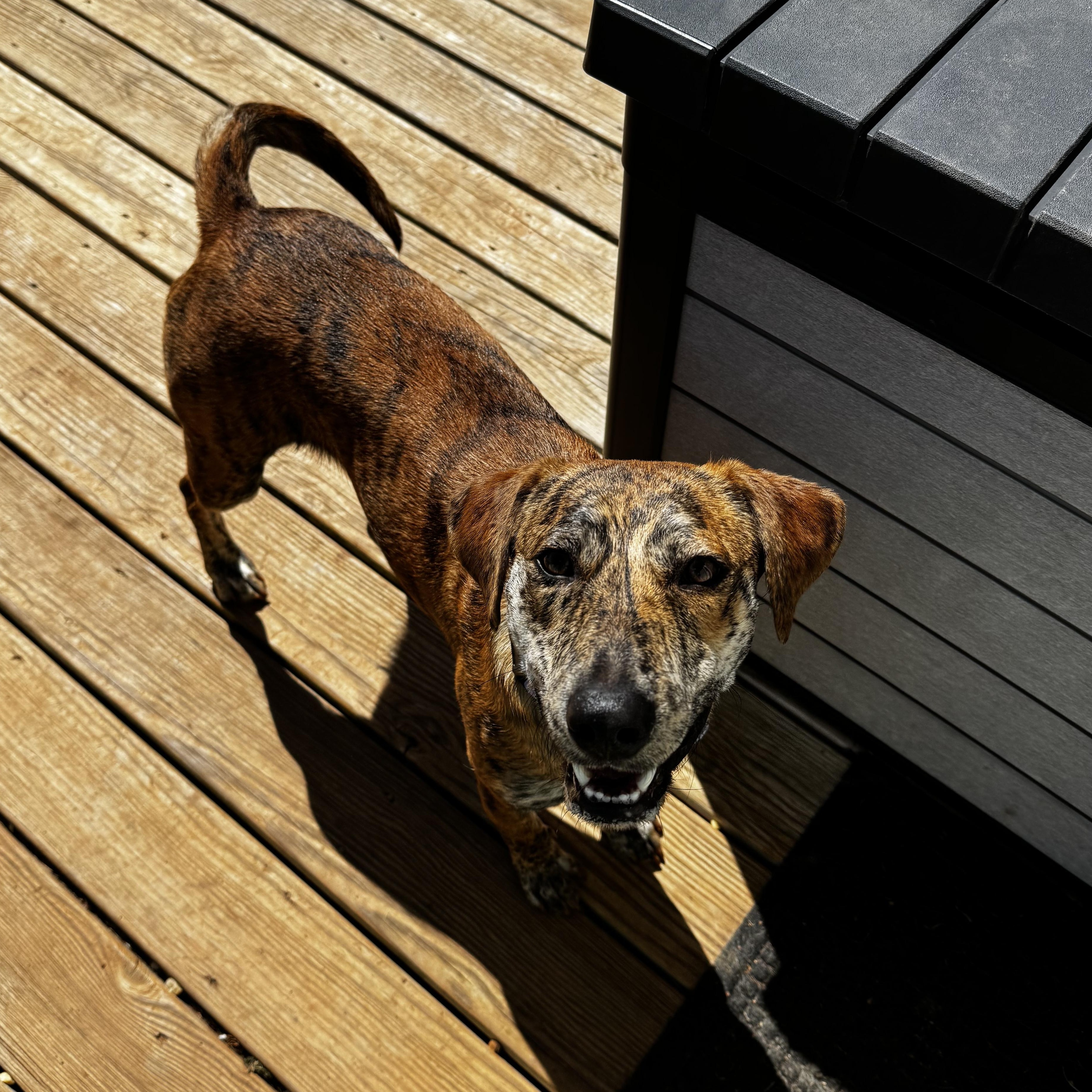 Enlarge Rajah, an adoptable mixed breed in Rock Hill, SC image 5/6