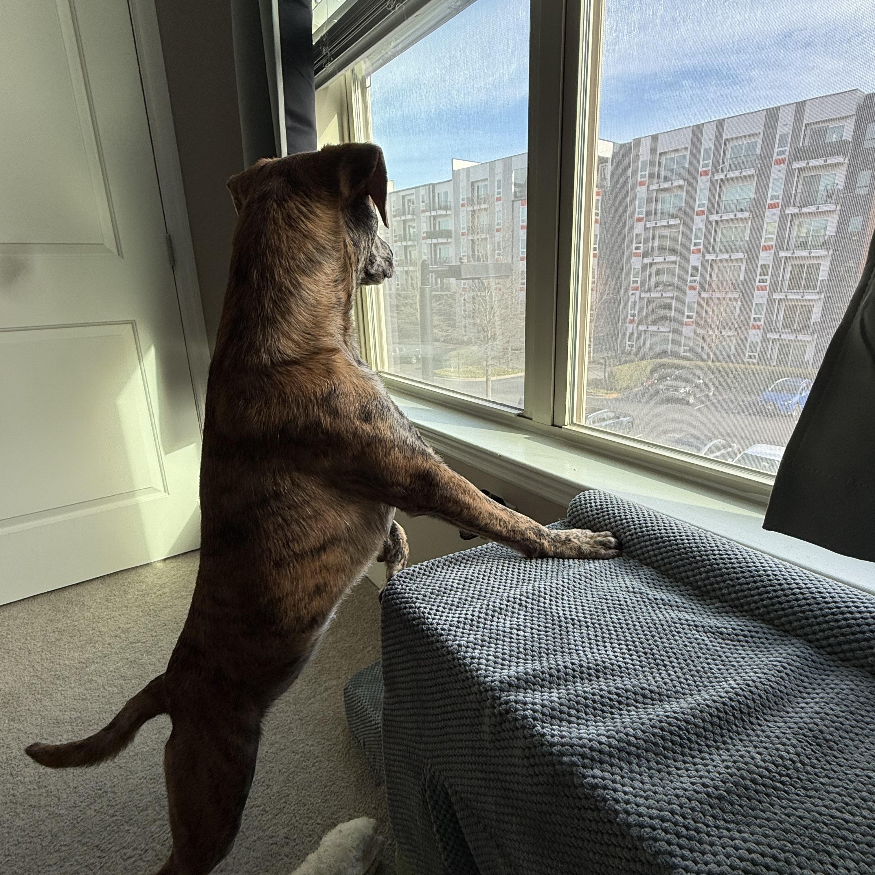 Enlarge Rajah, a ADOPTABLE mixed breed in Rock Hill, SC image 6/6