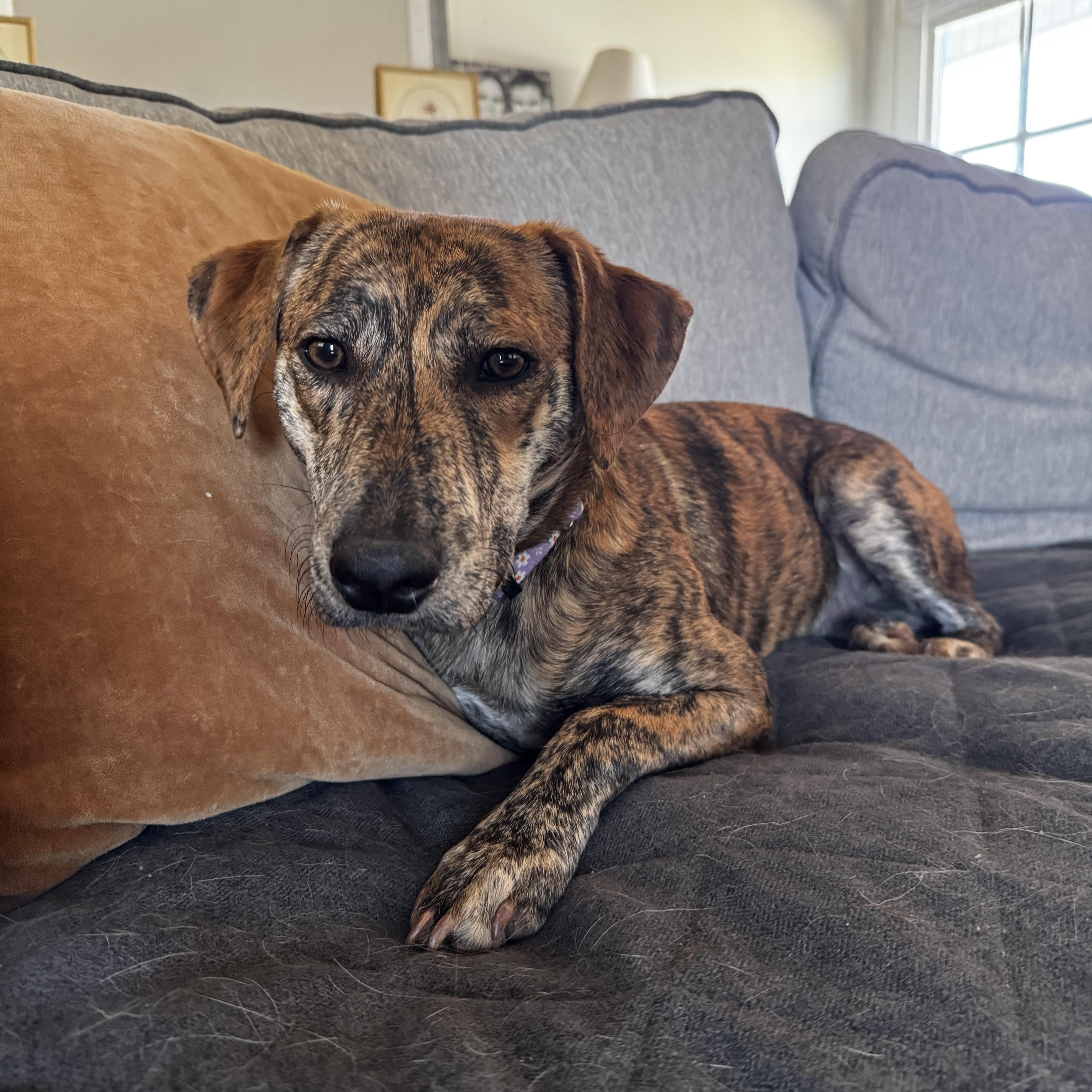 Enlarge Rajah, an adoptable mixed breed in Rock Hill, SC image 3/6