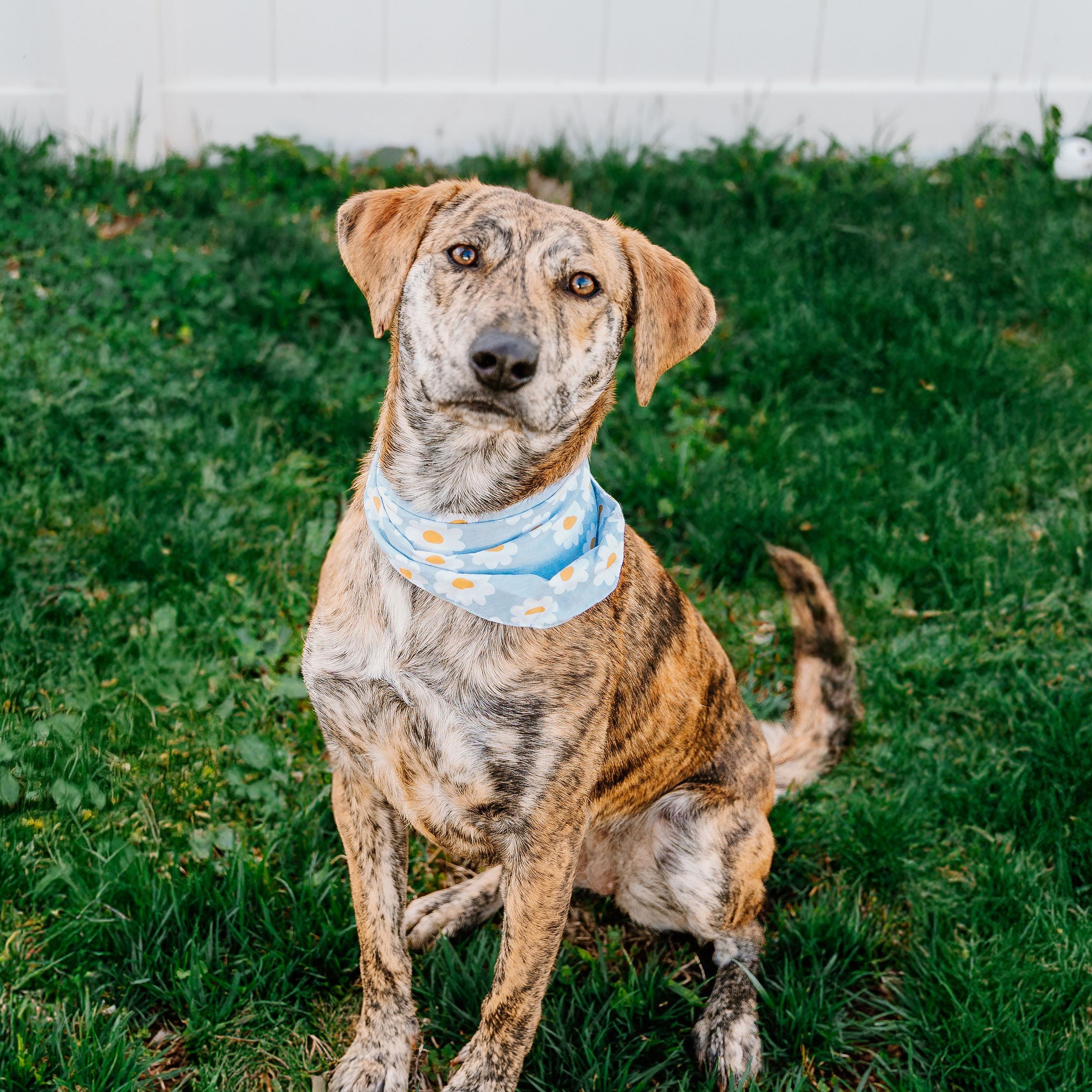 Enlarge Rajah, an adoptable mixed breed in Rock Hill, SC image 6/6