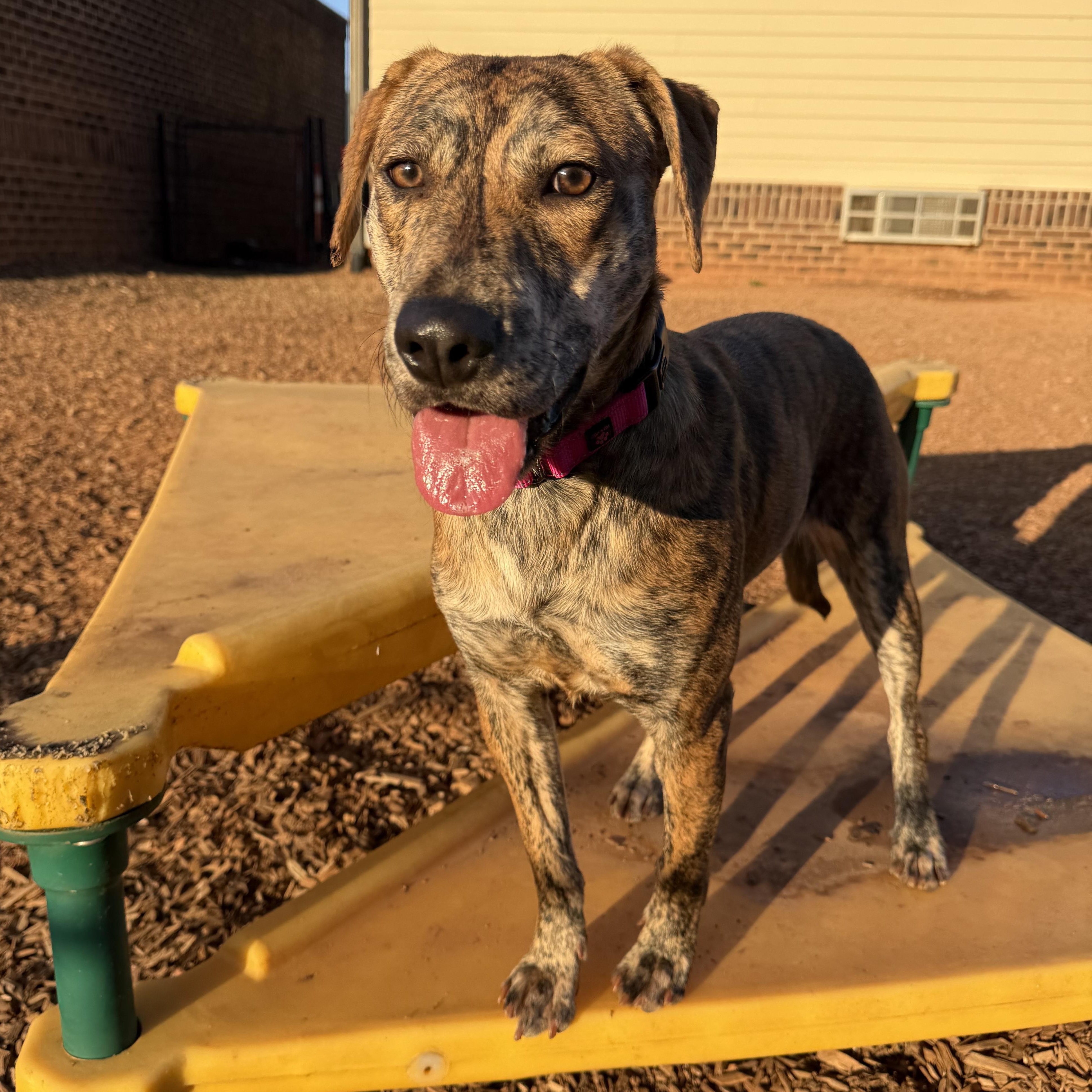 Enlarge Rajah, a ADOPTABLE mixed breed in Rock Hill, SC image 3/6