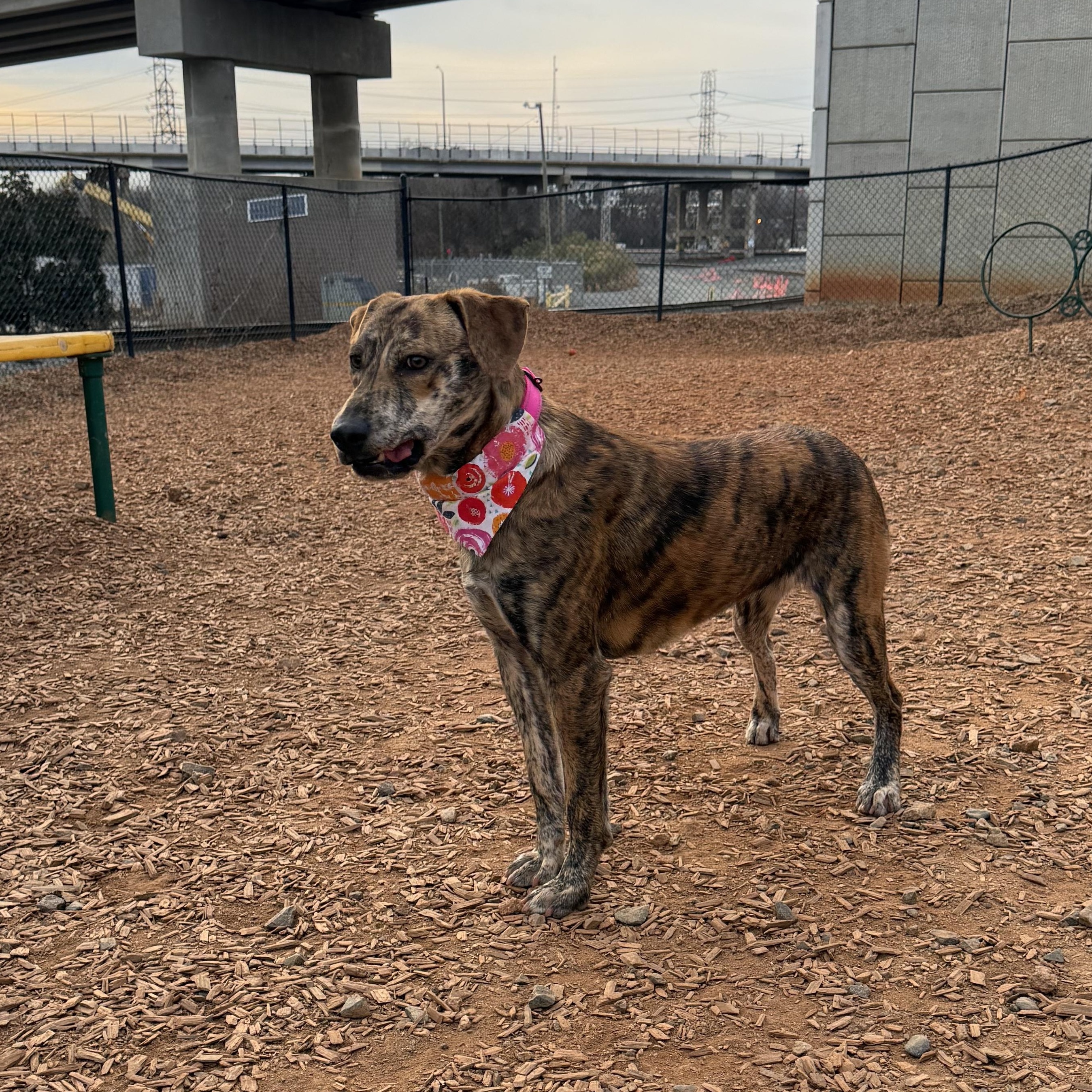 Enlarge Rajah, a ADOPTABLE mixed breed in Rock Hill, SC image 4/6