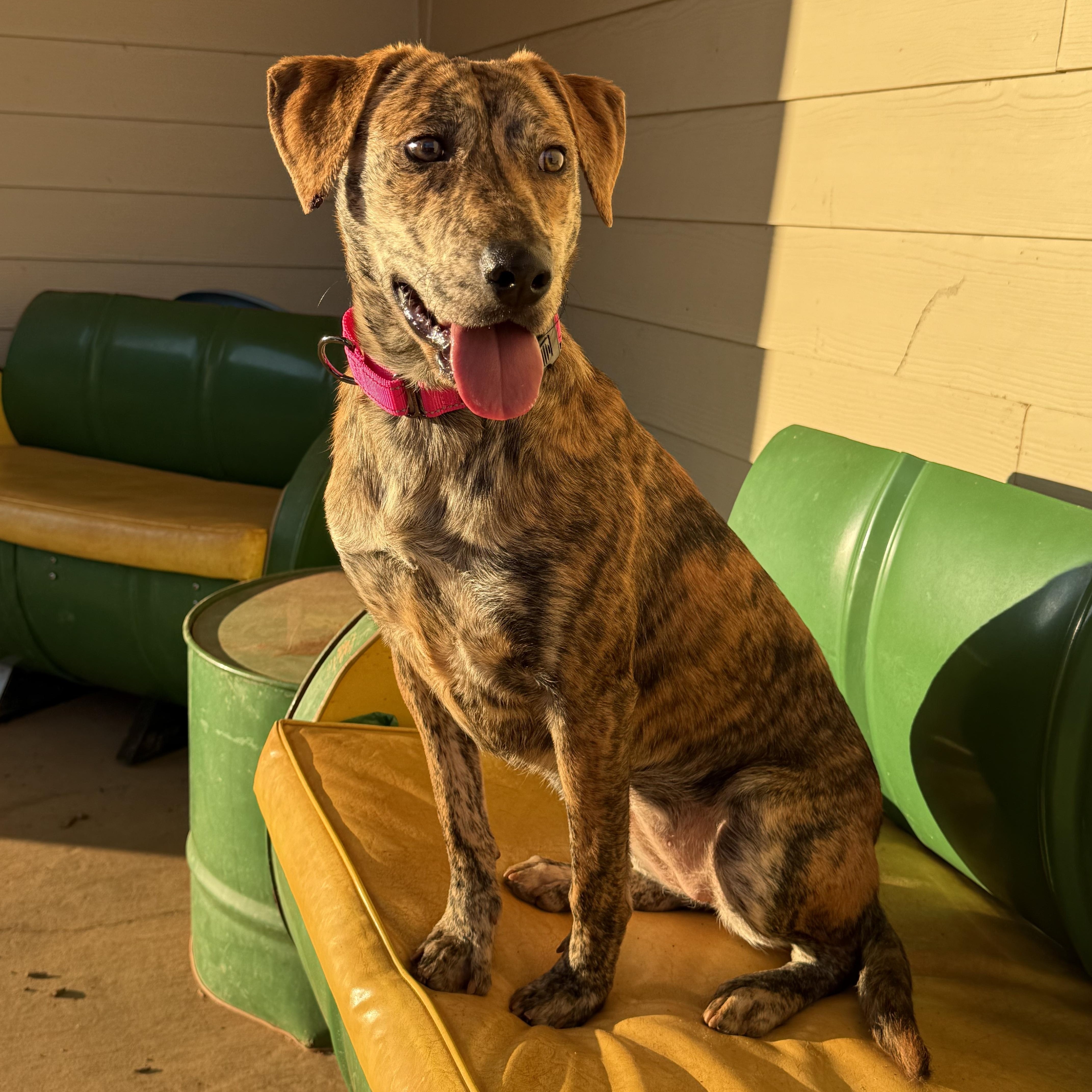 Rajah, ADOPTABLE, Puppy Female Plott Hound.