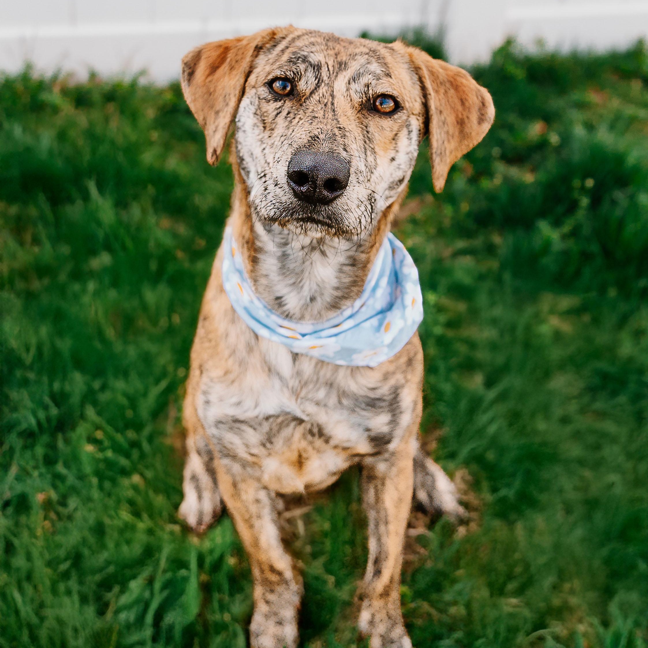Rajah, adoptable, Young Female Plott Hound.
