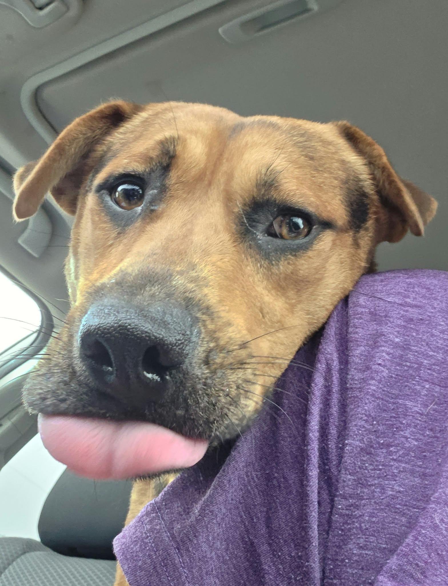 Enlarge Benny, a Adoptable mixed breed in canyon lake, TX image 2/4
