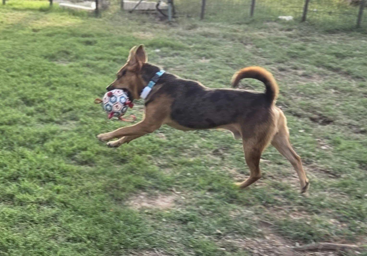 Enlarge Benny, a Adoptable mixed breed in canyon lake, TX image 4/4