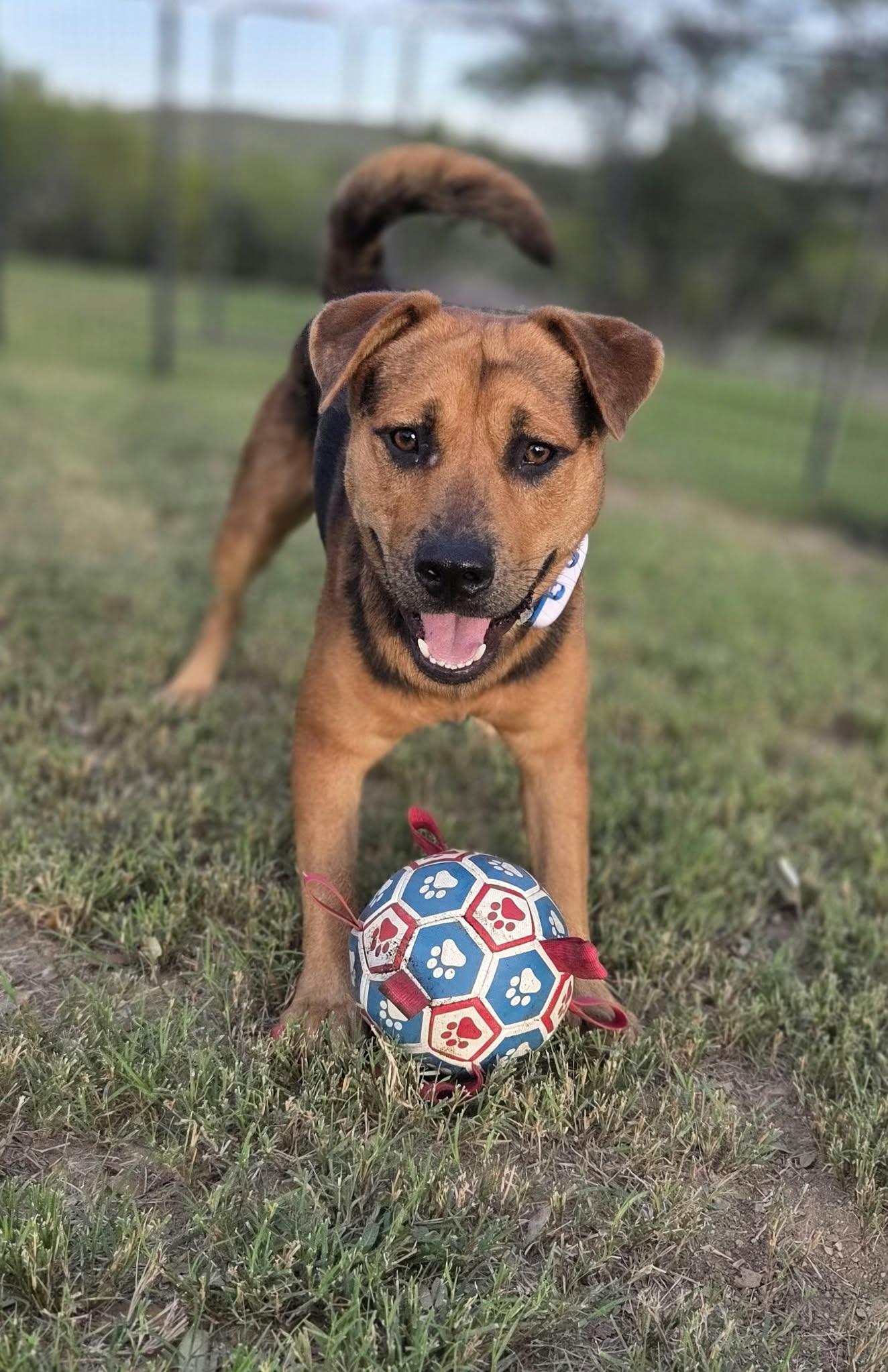 Enlarge Benny, a Adoptable mixed breed in canyon lake, TX image 3/4