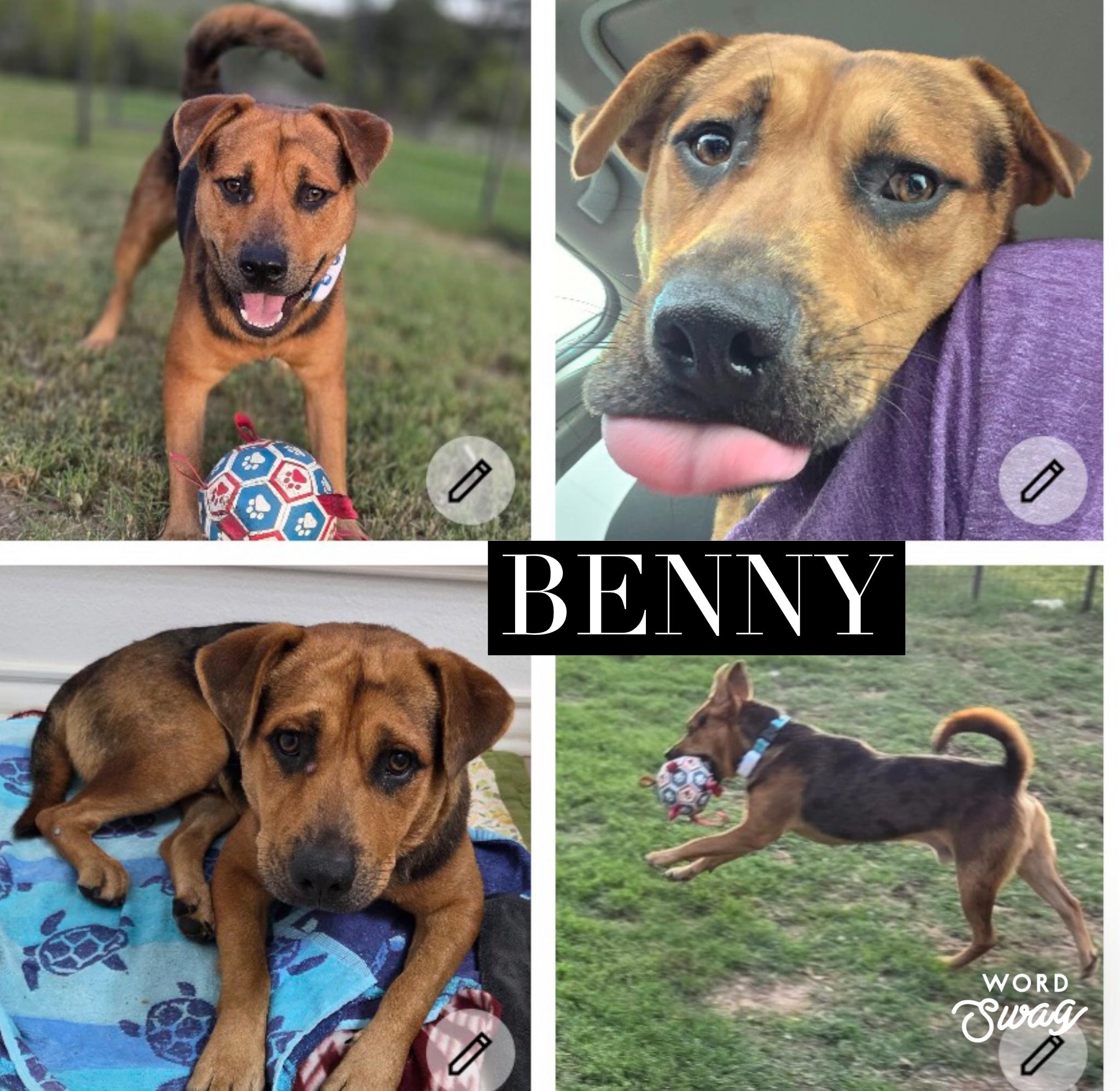 Benny, Adoptable, Adult Male Black Mouth Cur & Labrador Retriever.