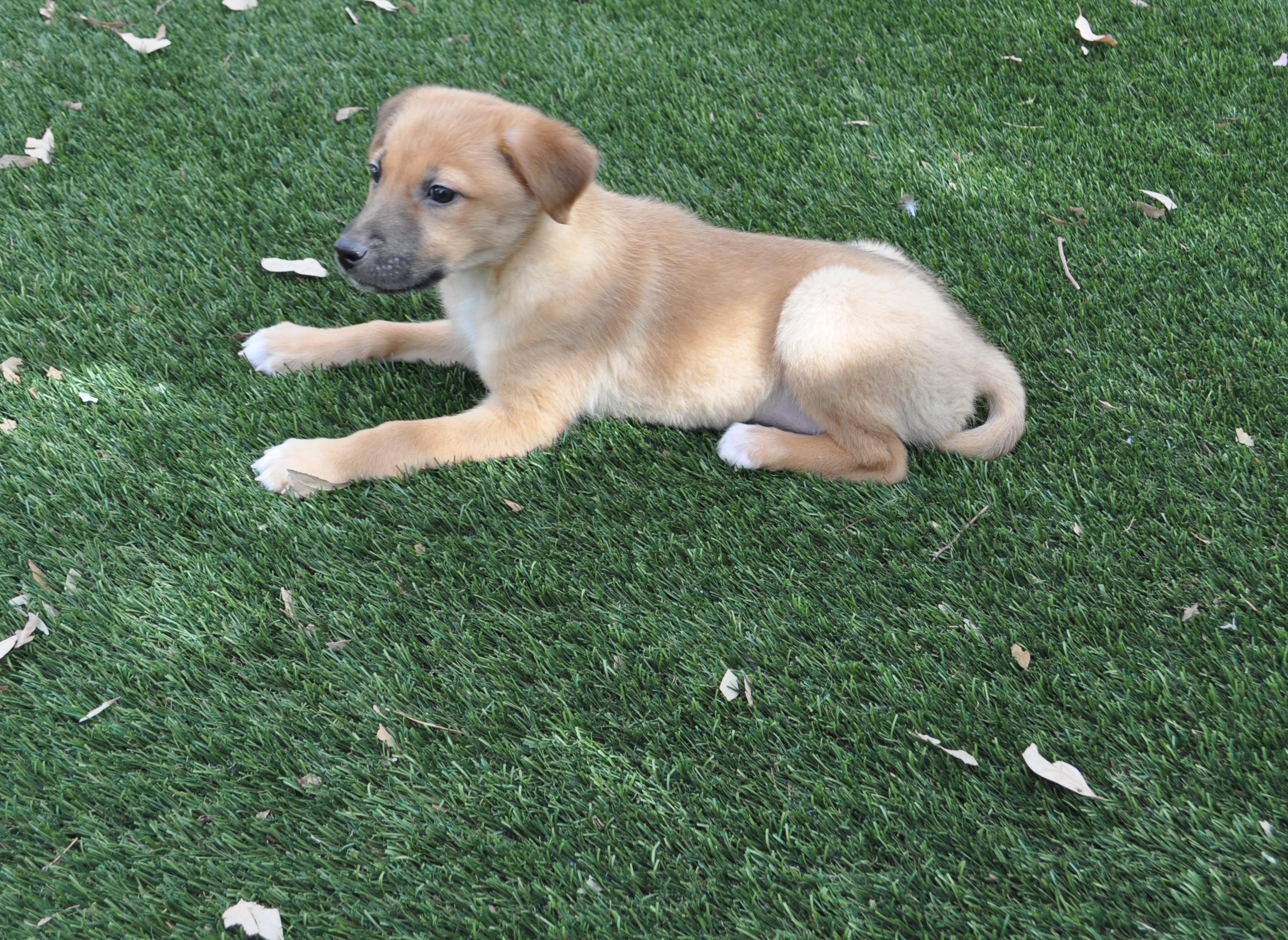 Enlarge Clementine, an adopted mixed breed in Apache Junction, AZ image 4/4