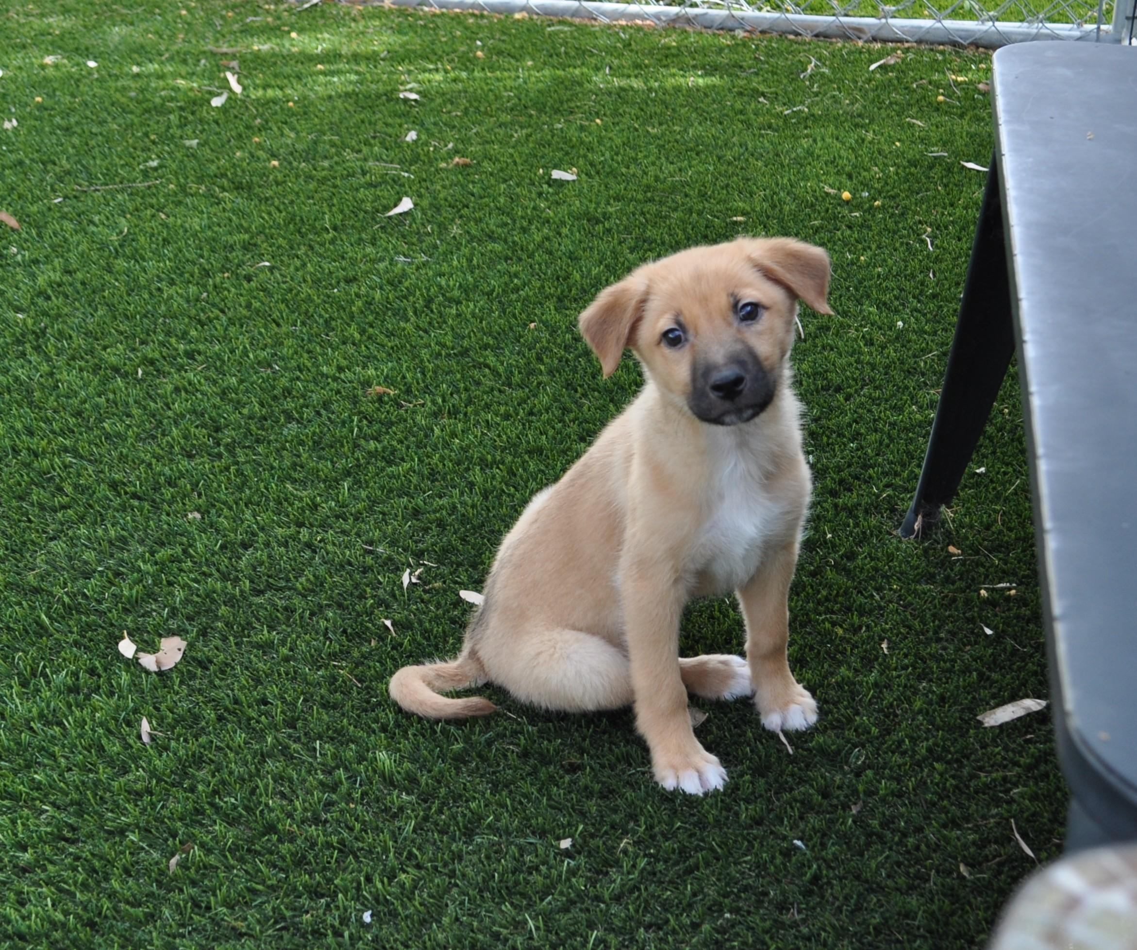 Clementine, adopted, Puppy Female Cattle Dog & Australian Shepherd.