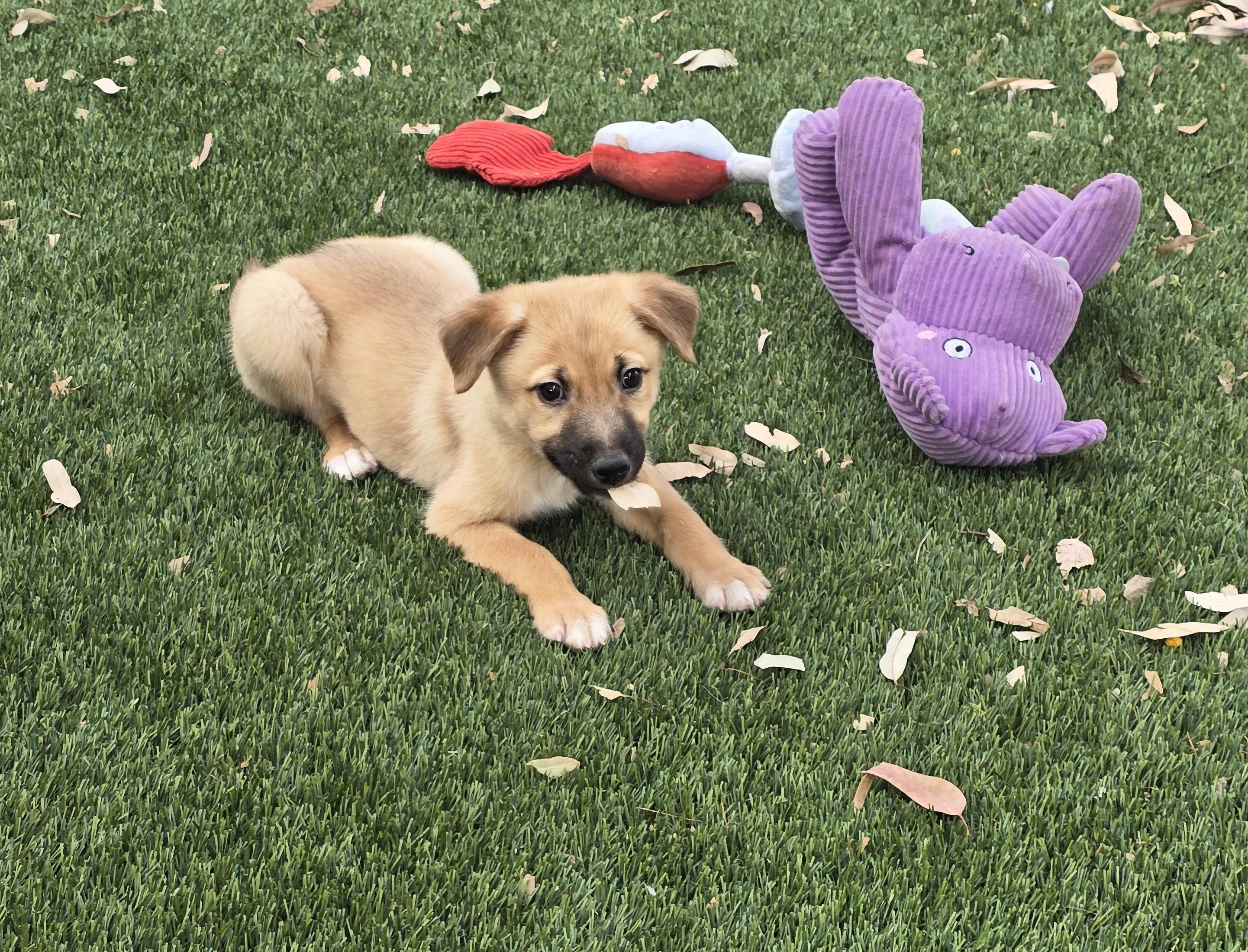 Enlarge Clementine, an adopted mixed breed in Apache Junction, AZ image 3/4