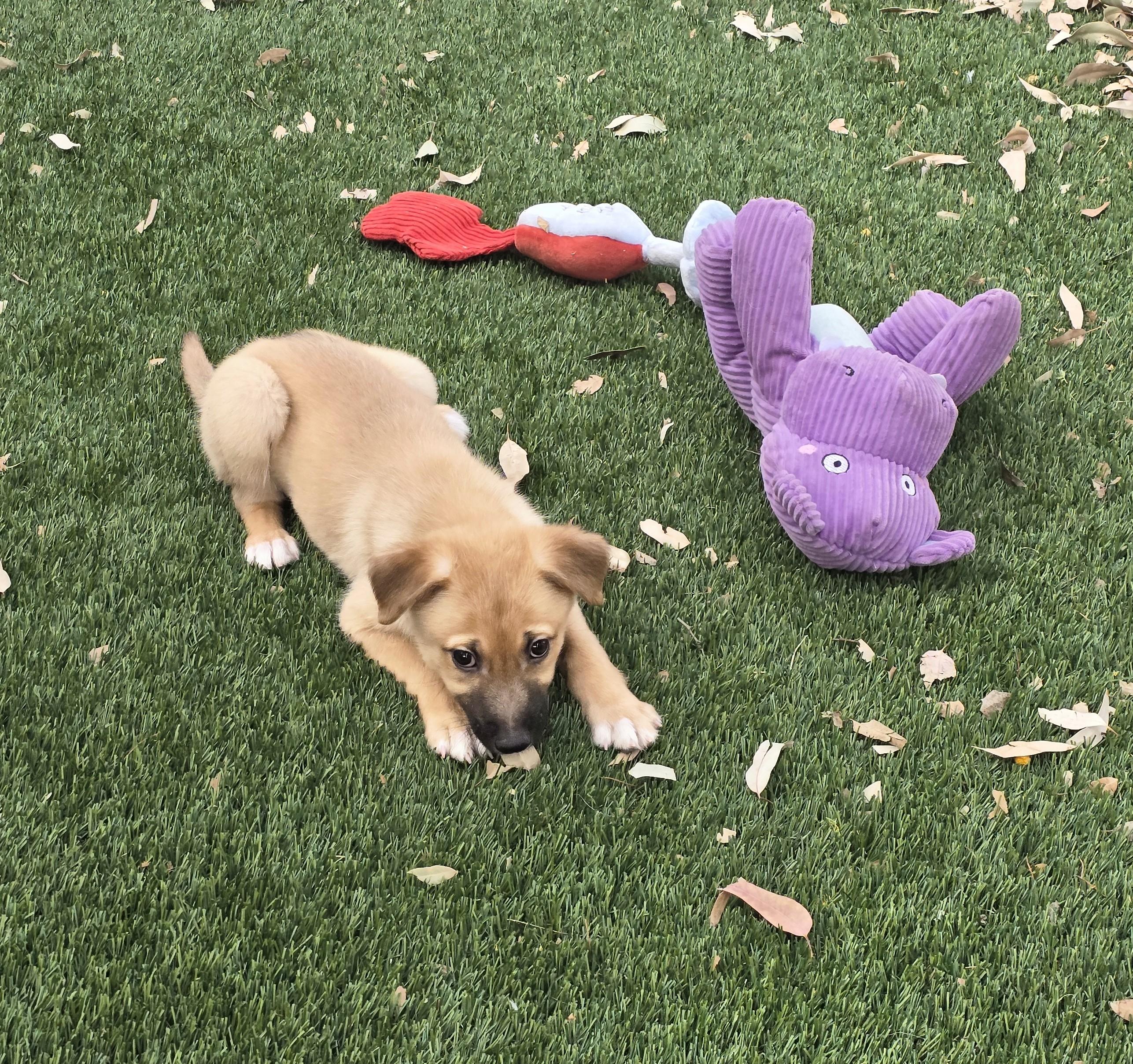 Enlarge Clementine, an adopted mixed breed in Apache Junction, AZ image 2/4